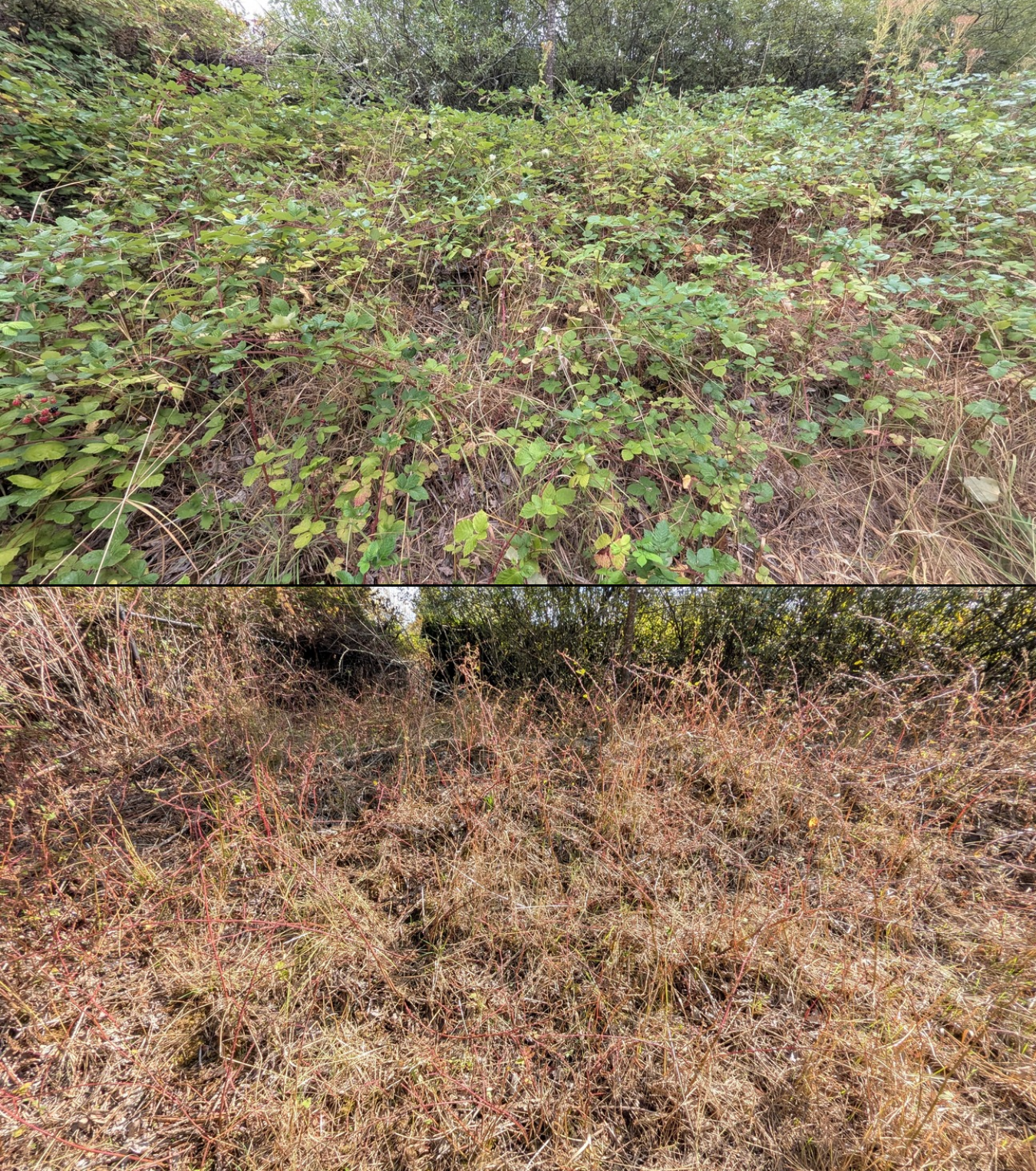 Before and after goat grazing in Lane County, Oregon, 08/16/26, photo 12