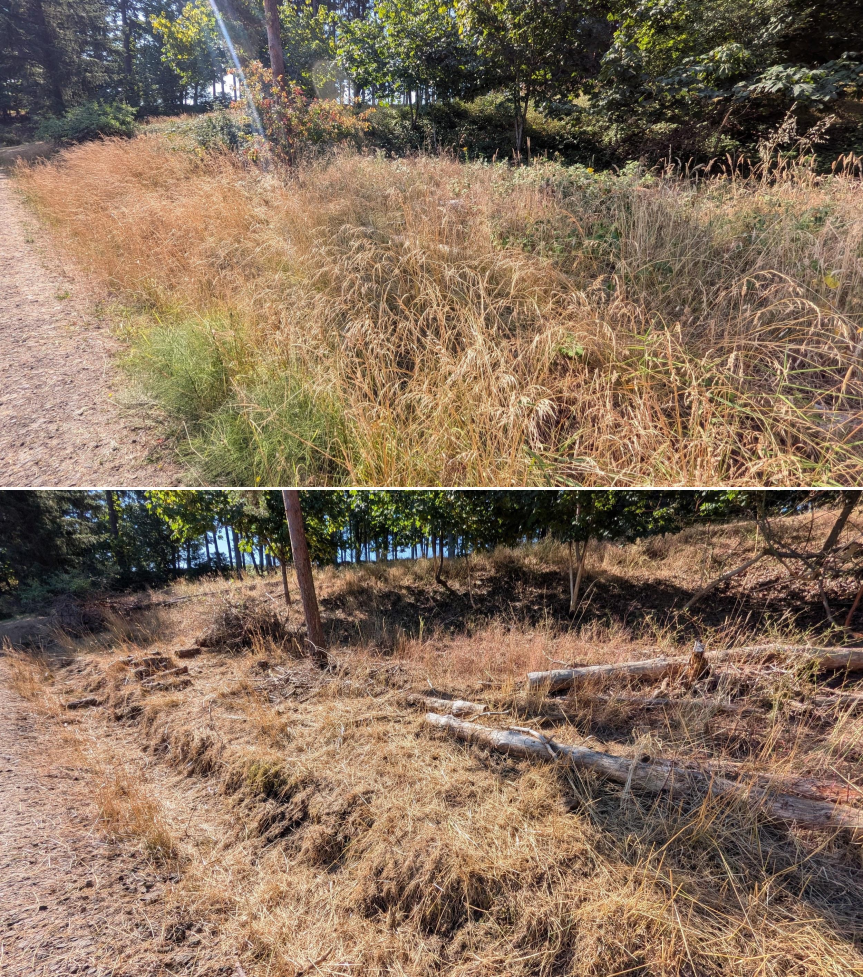 Before and after goat grazing in Lane County, Oregon, 07/14/26, photo 4