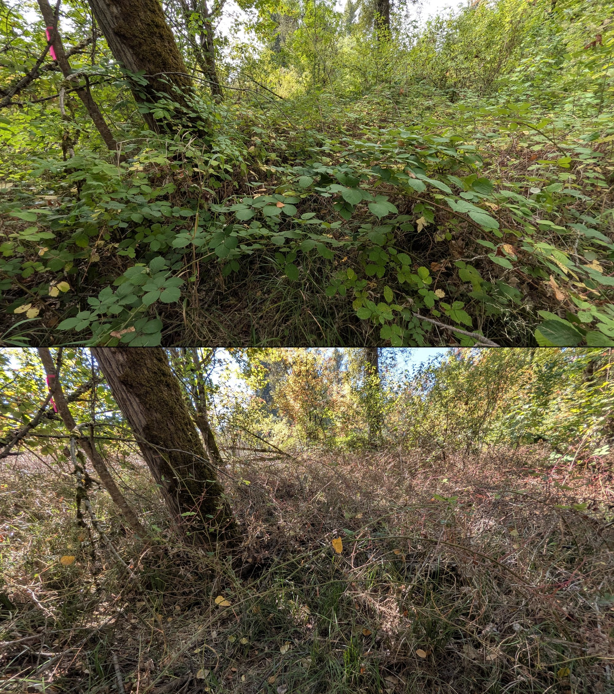 Before and after goat grazing in Lane County, Oregon, 08/27/26, photo 54