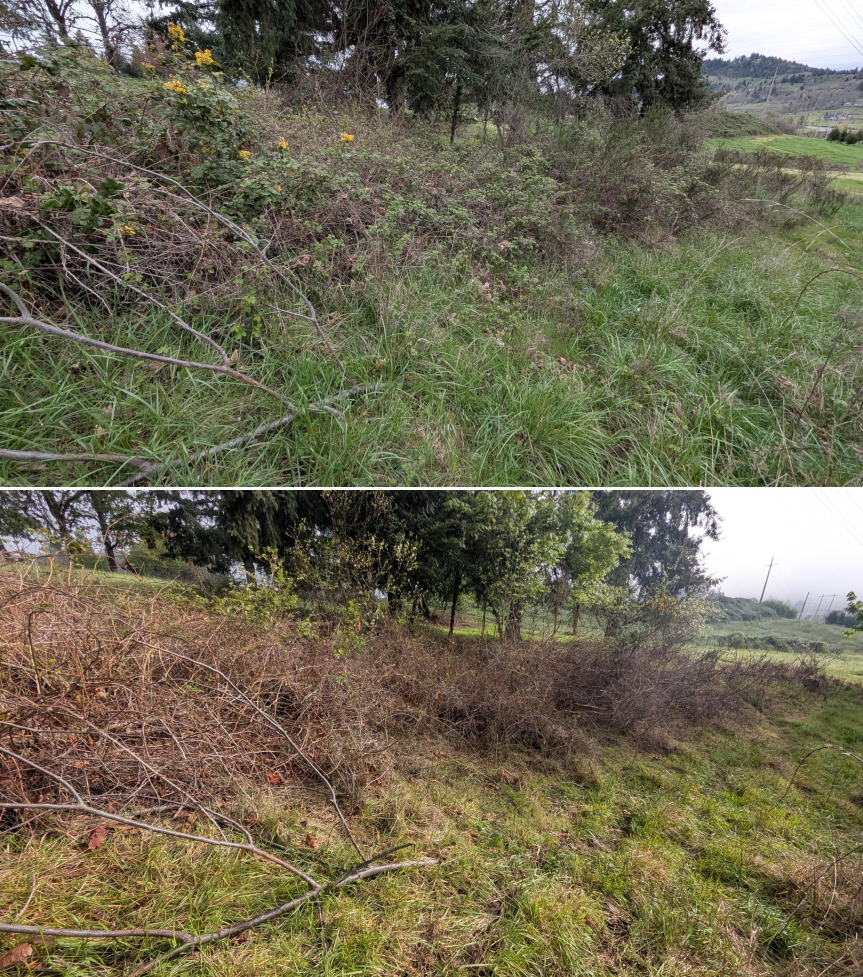 Before and after goat grazing in Lane County, Oregon, 03/30/26, photo 16