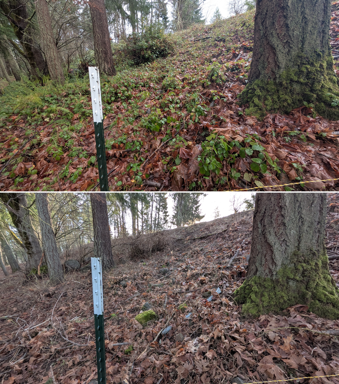 Before and after goat grazing in Lane County, Oregon, 12/23/25, photo 22