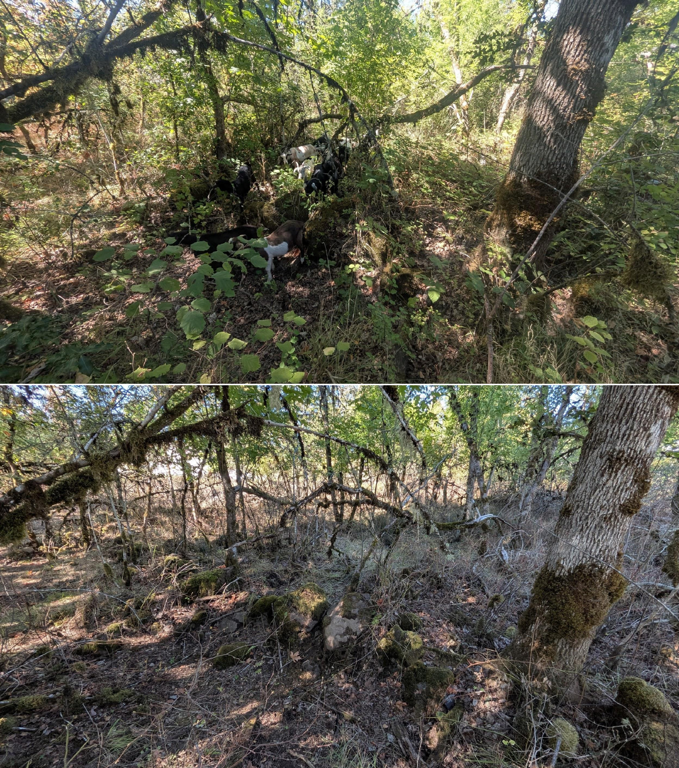 Before and after goat grazing in Lane County, Oregon, 08/27/26, photo 22