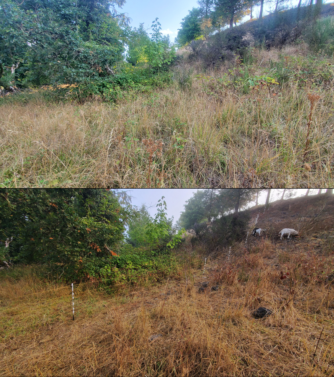 Goat grazing before and after in Springfield, Oregon, 09/08/25, photo 13