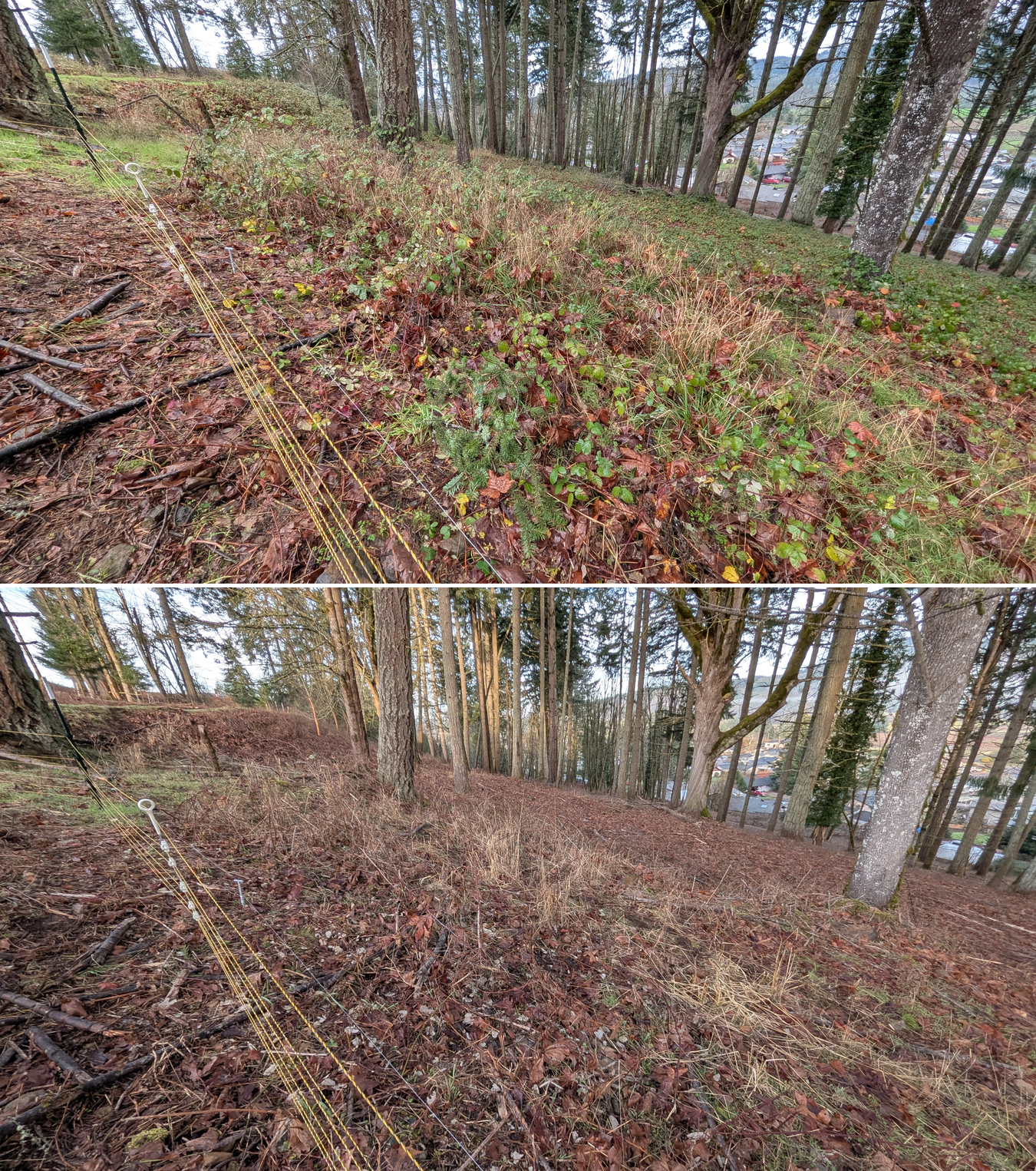 Goat grazing before and after in Springfield, Oregon, 12/23/25, photo 1