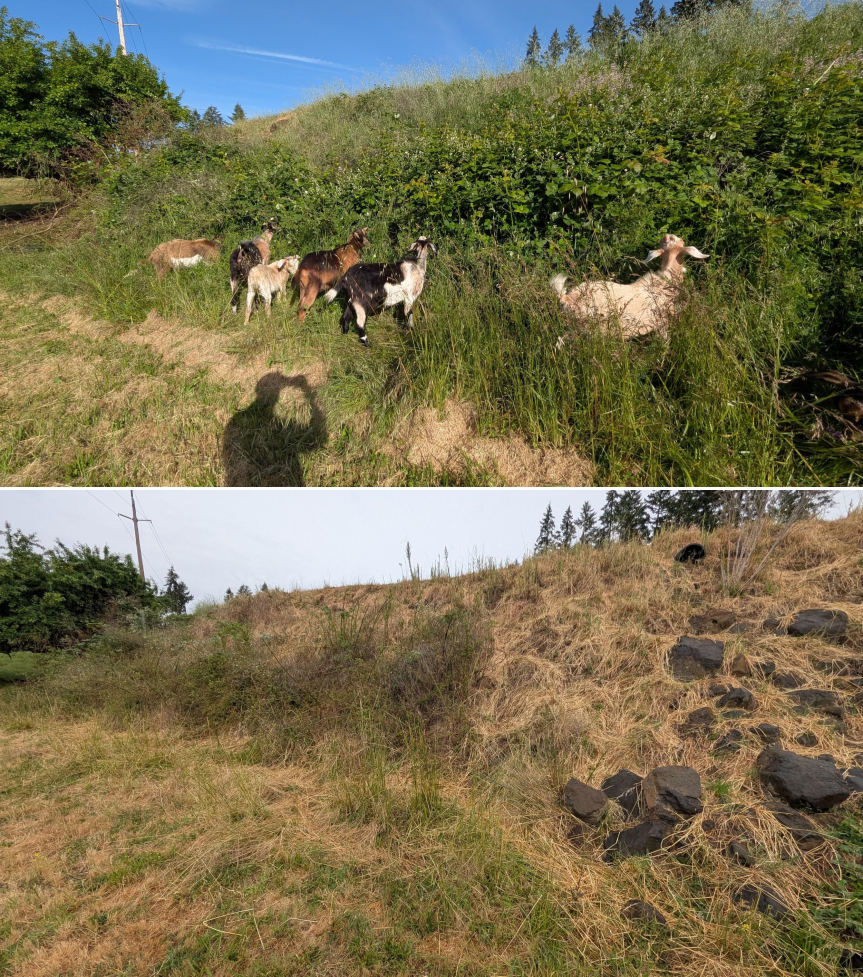 Goat grazing before and after in Springfield, Oregon, 05/18/26, photo 1