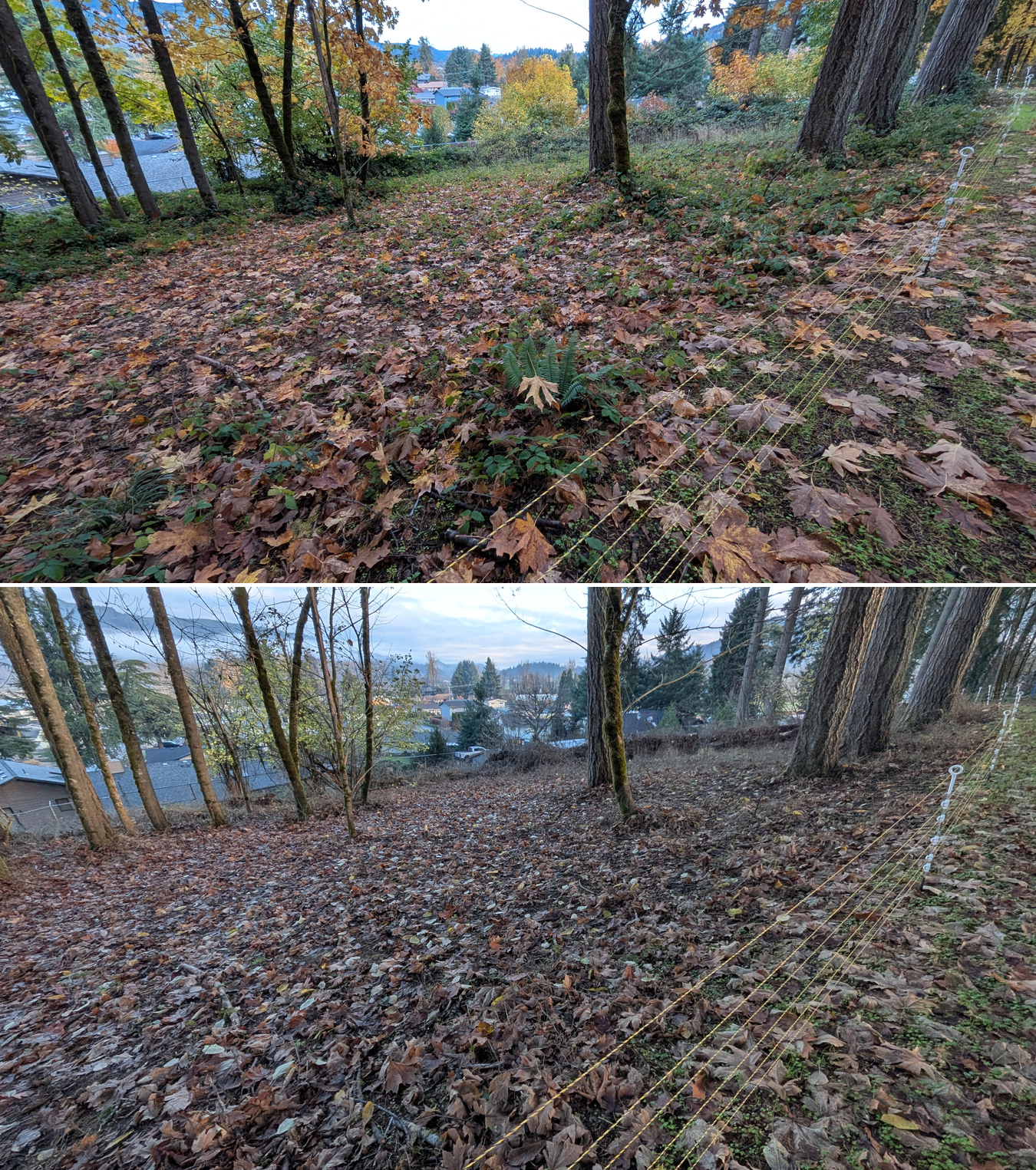 Before and after goat grazing in Lane County, Oregon, 11/01/25, photo 22