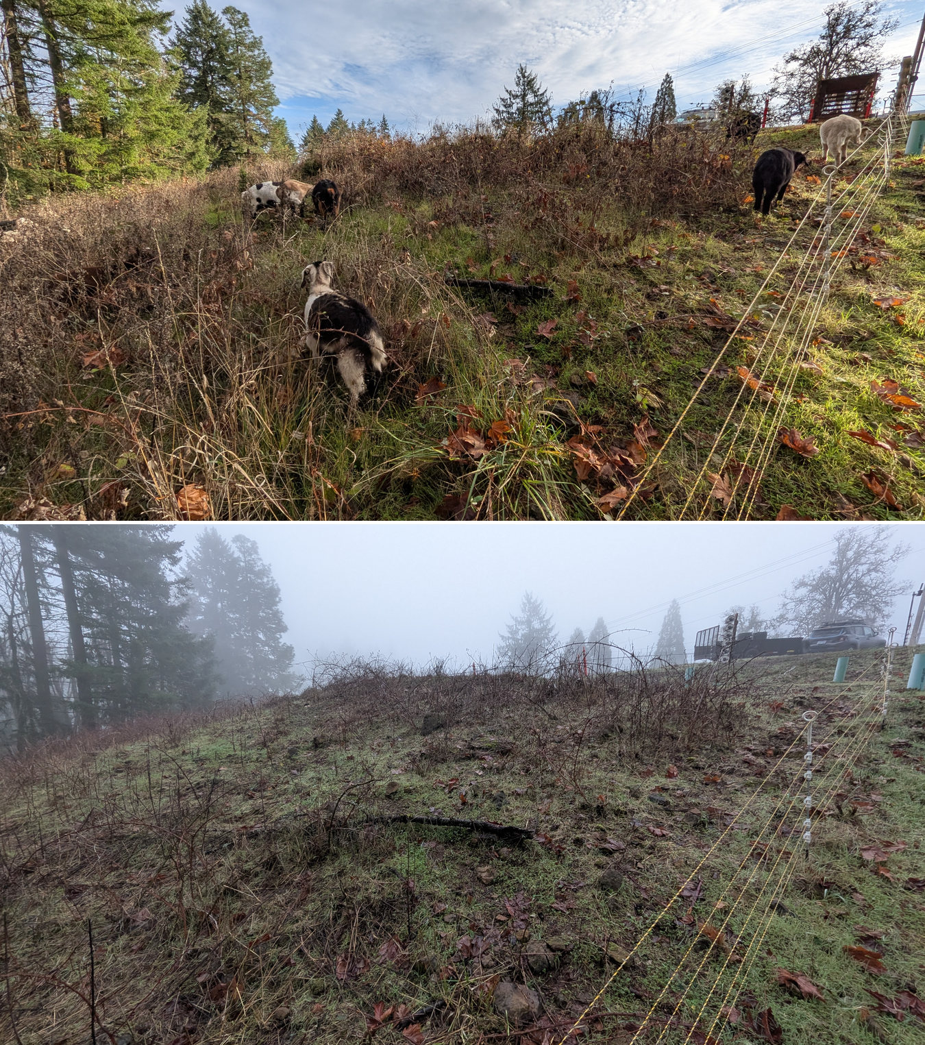 Before and after goat grazing in Lane County, Oregon, 12/01/25, photo 32