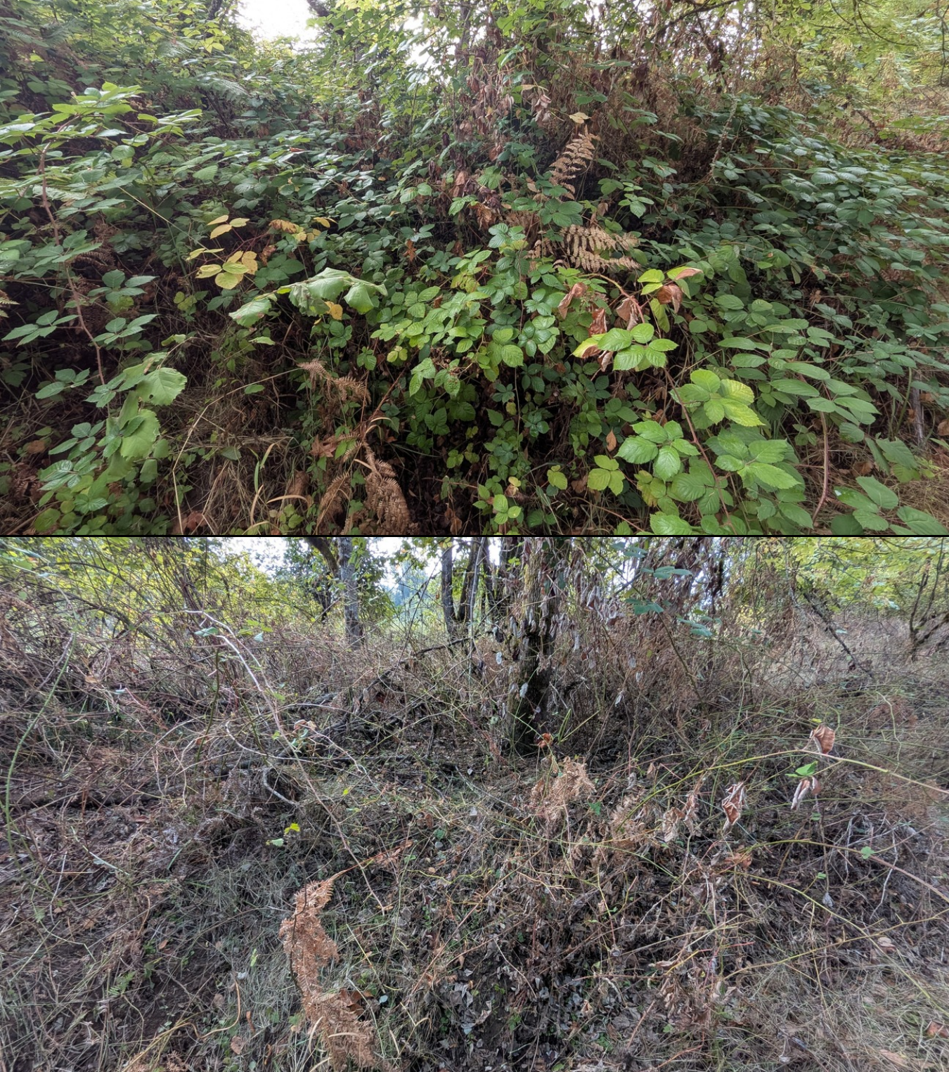 Goat grazing before and after in Springfield, Oregon, 08/27/26, photo 39