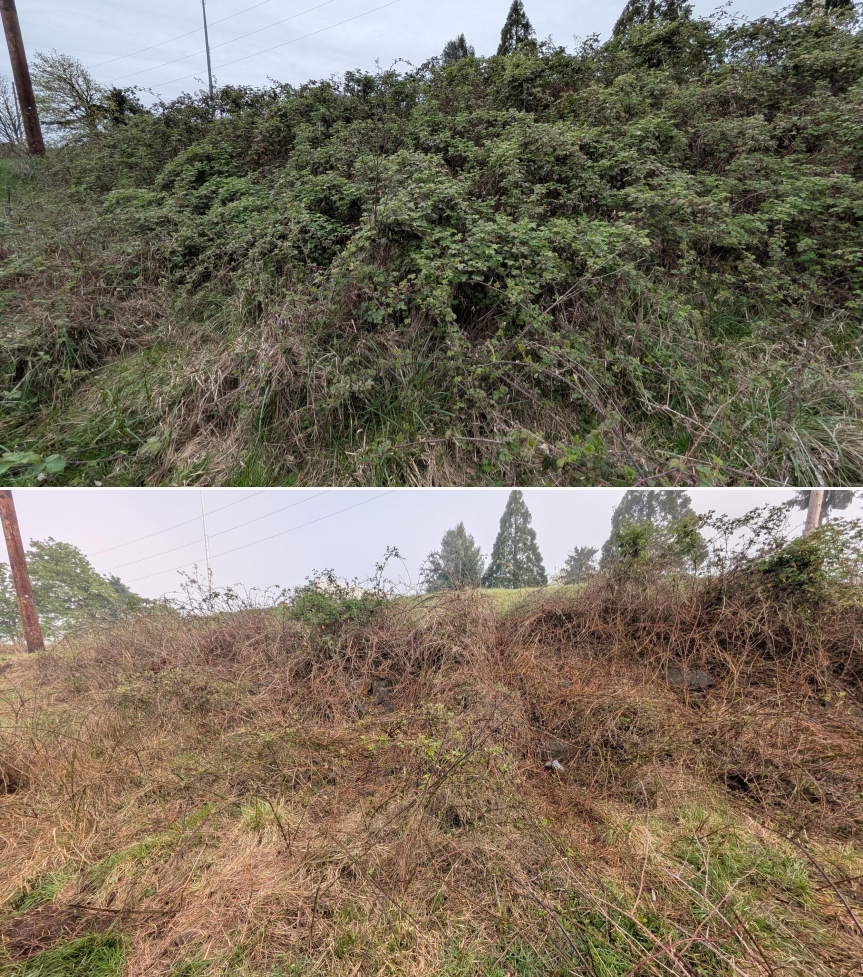 Goat grazing before and after in Springfield, Oregon, 03/30/26, photo 15