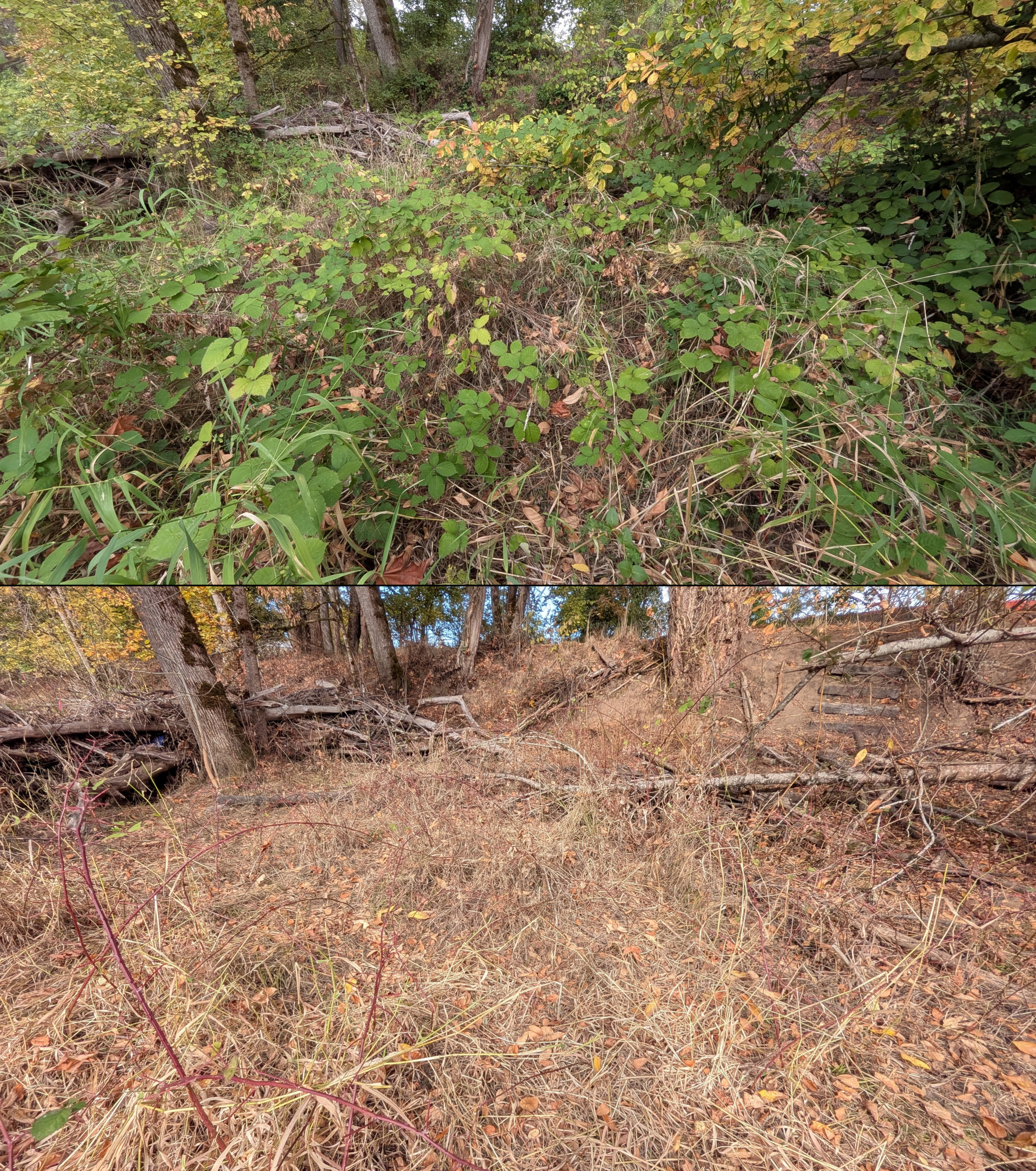 Before and after goat grazing in Lane County, Oregon, 08/27/26, photo 90