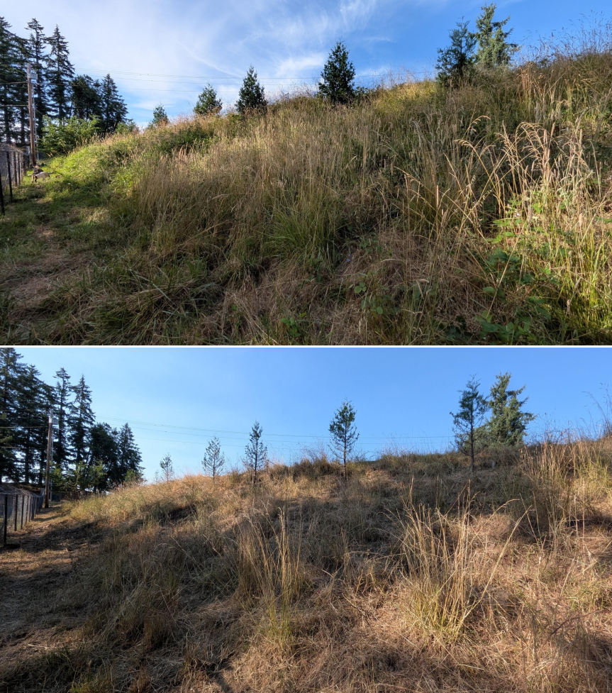 Goat grazing before and after in Springfield, Oregon, 07/06/26, photo 9