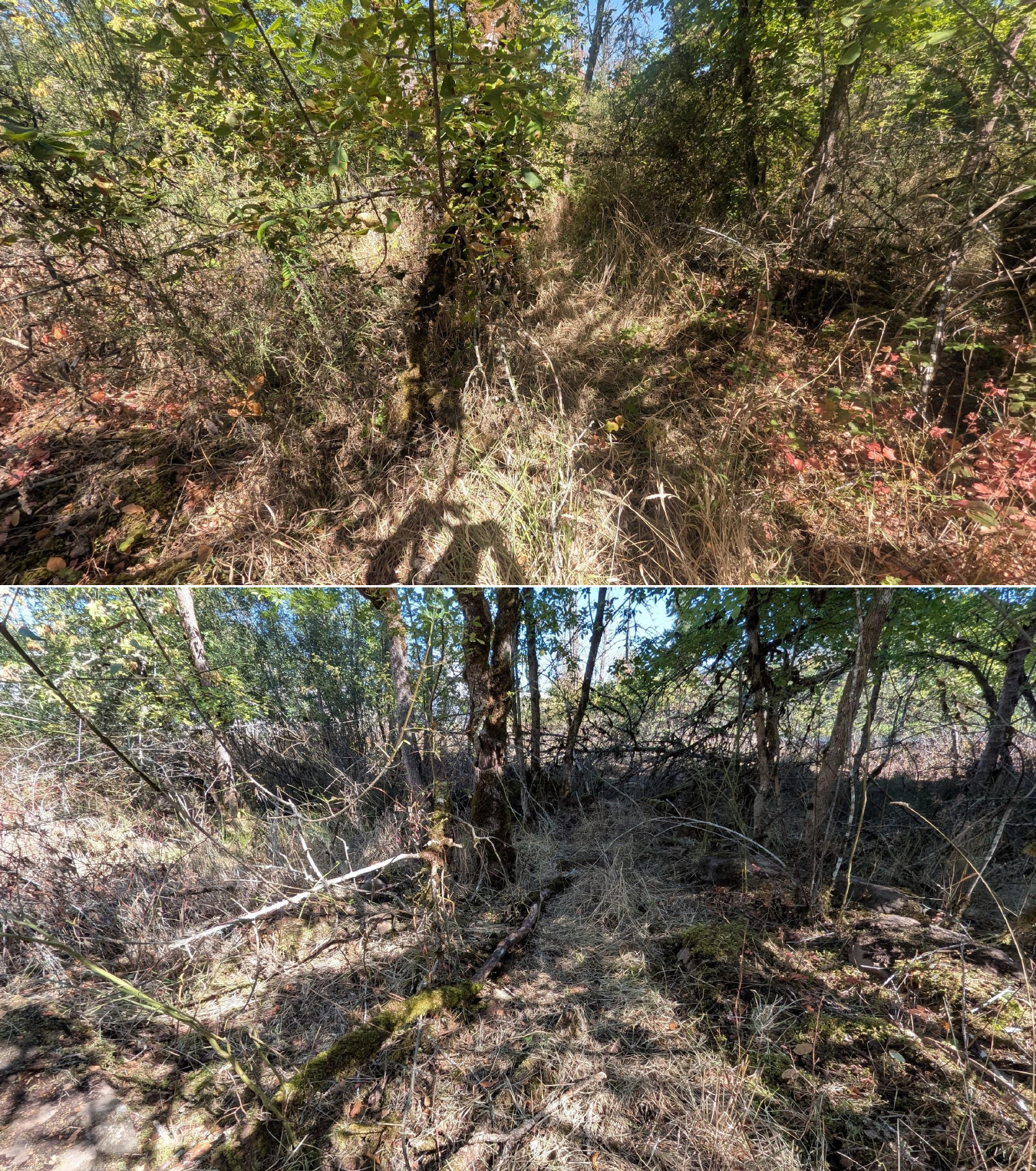 Before and after goat grazing in Lane County, Oregon, 08/27/26, photo 12