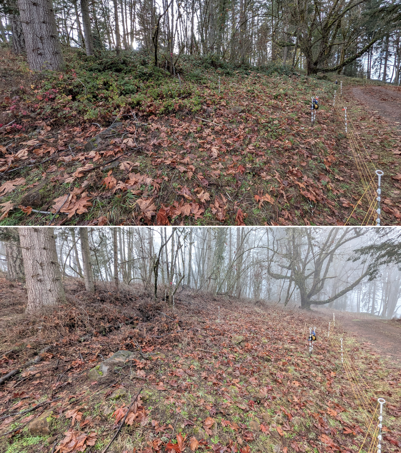 Before and after goat grazing in Lane County, Oregon, 12/01/25, photo 8