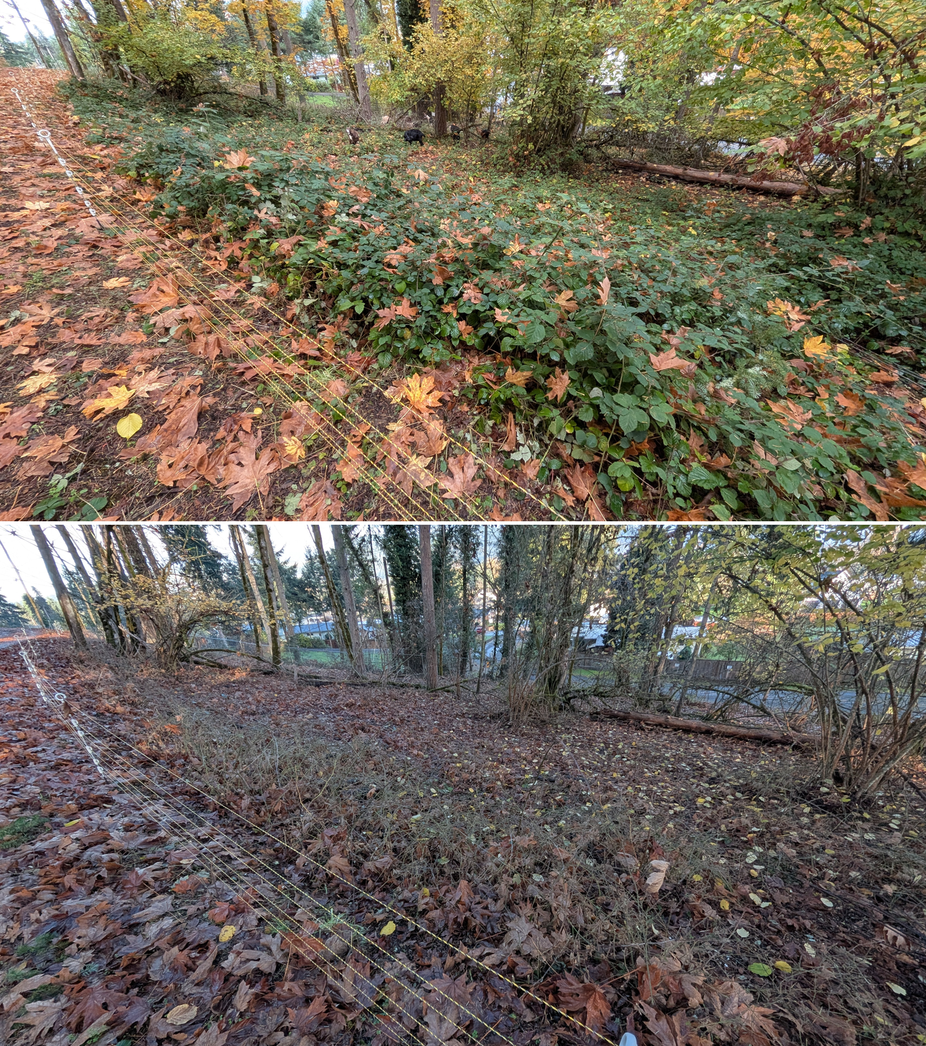 Goat grazing before and after in Springfield, Oregon, 11/01/25, photo 35