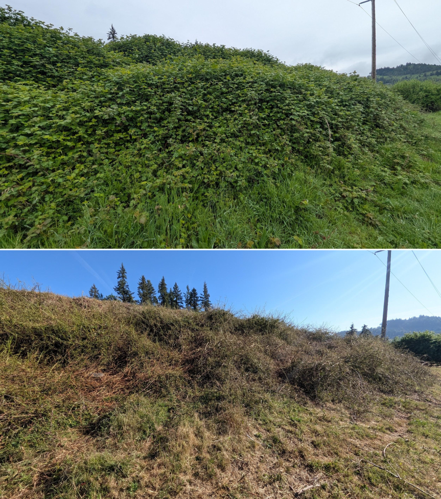Before and after goat grazing in Lane County, Oregon, 04/23/26, photo 8