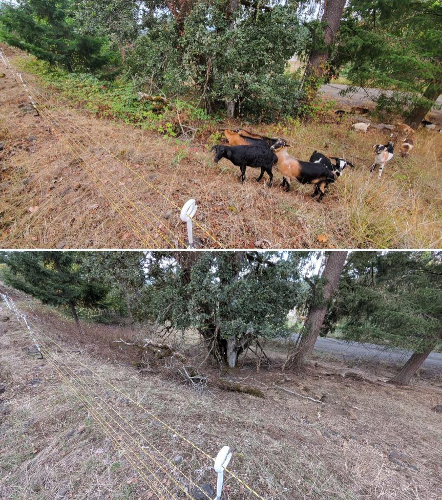 Two images showing a fenced area with trees and grass. The top image includes goats and a dog near the fence, while the bottom image shows just the empty fenced area.