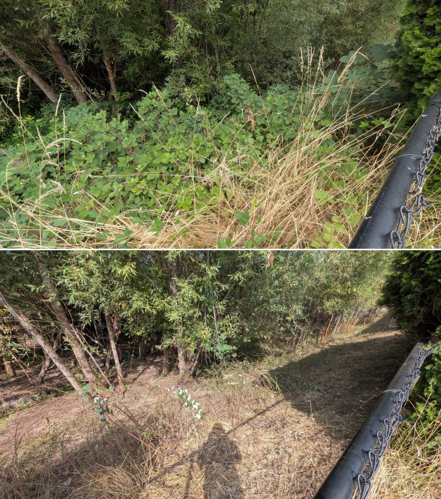 Before and after goat grazing in Lane County, Oregon, 07/25/26, photo 18