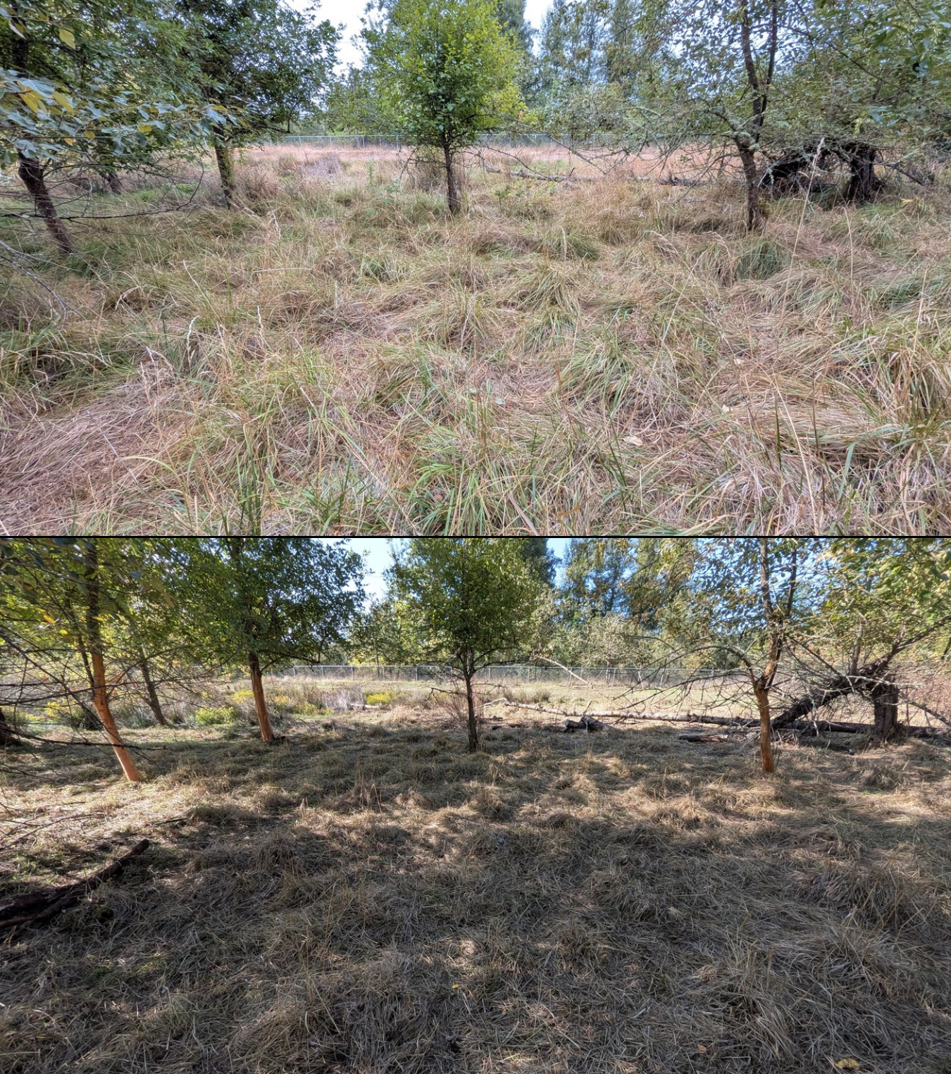 Goat grazing before and after in Springfield, Oregon, 08/16/26, photo 11