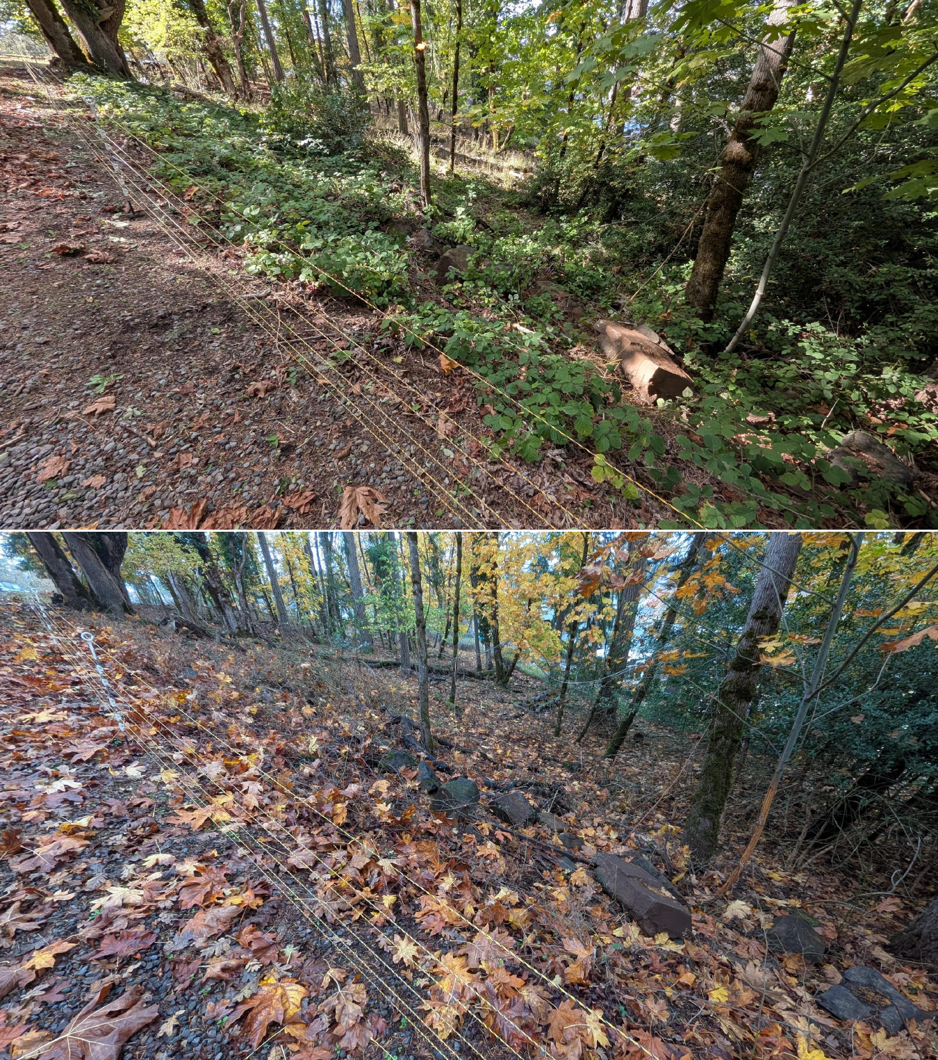 Before and after goat grazing in Lane County, Oregon, 10/16/25, photo 4