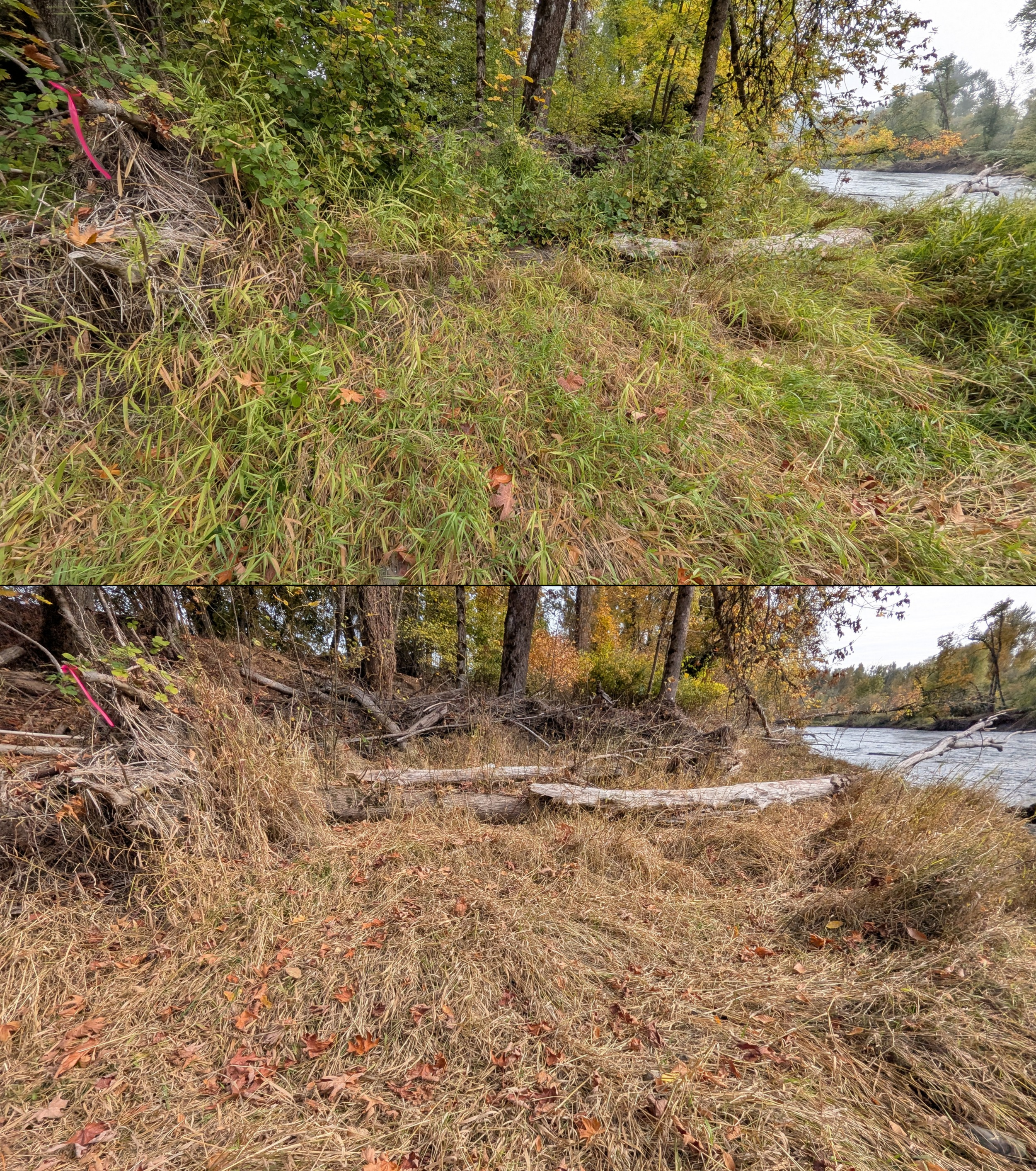 Goat grazing before and after in Springfield, Oregon, 08/27/26, photo 93