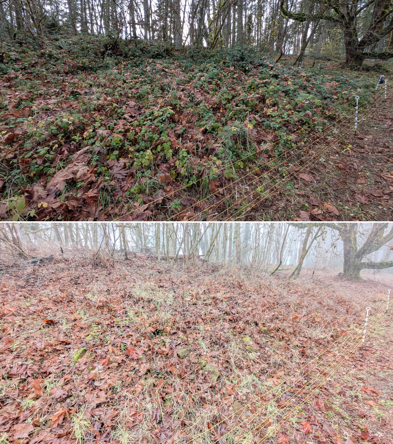 Before and after goat grazing in Lane County, Oregon, 12/01/25, photo 10