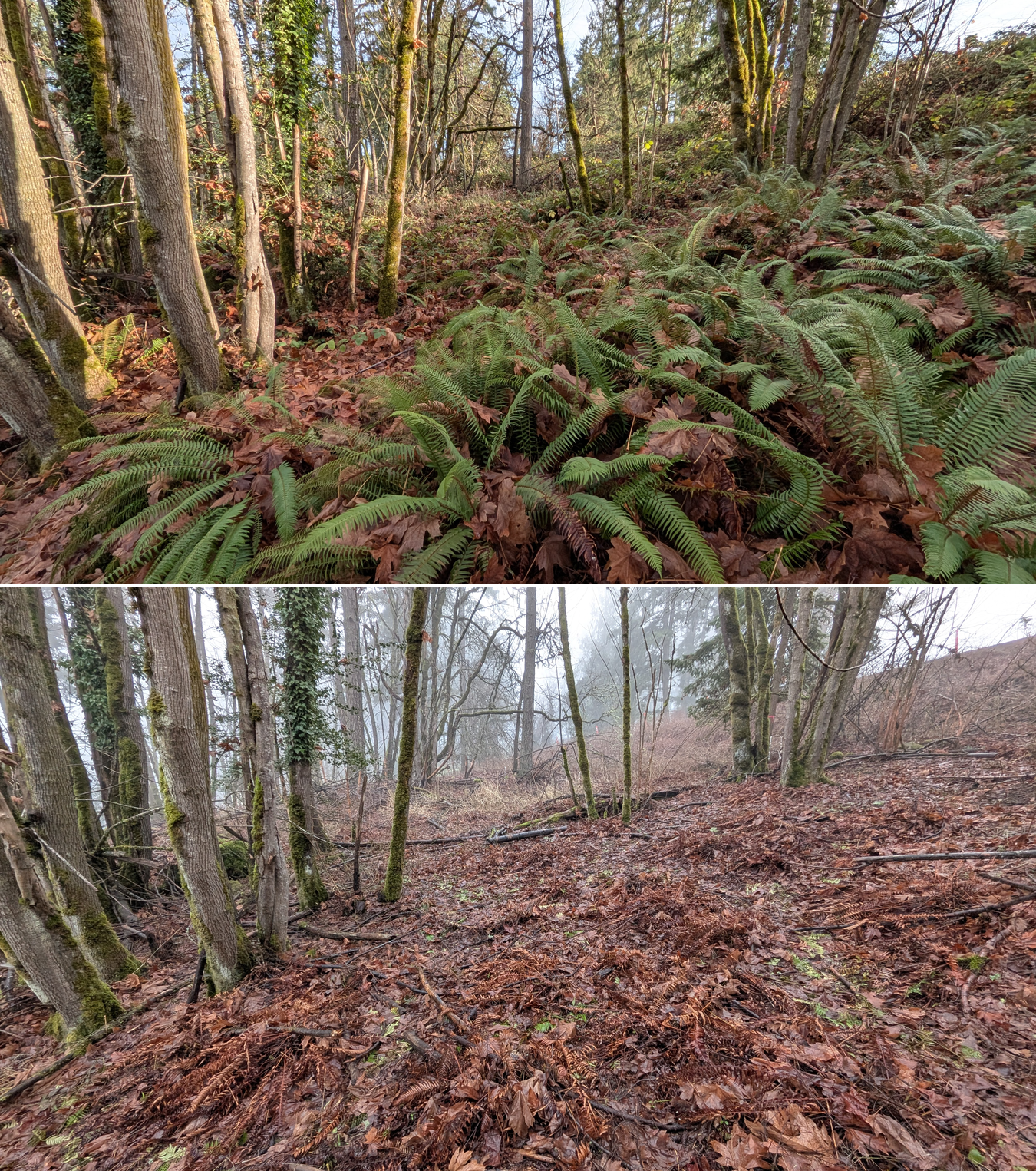 Before and after goat grazing in Lane County, Oregon, 12/01/25, photo 34