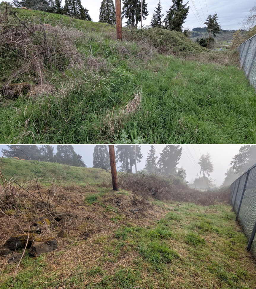 Before and after goat grazing in Lane County, Oregon, 03/30/26, photo 12
