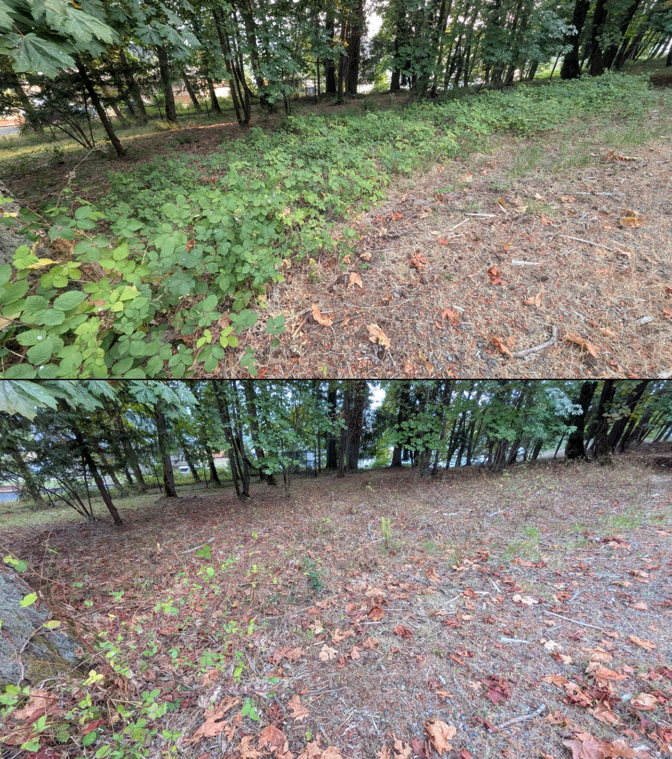 Before and after goat grazing in Lane County, Oregon, 08/05/26, photo 8
