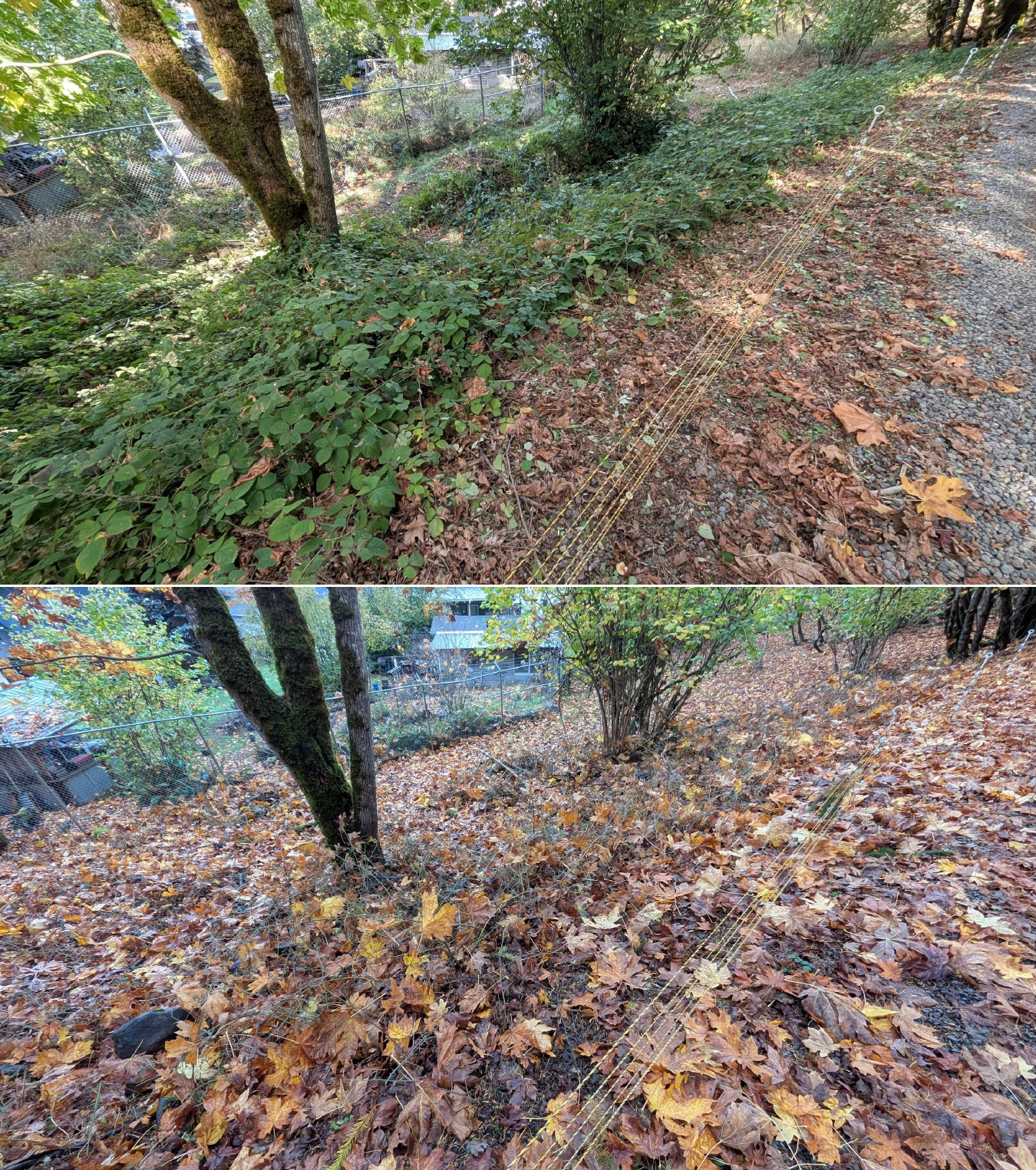 Before and after goat grazing in Lane County, Oregon, 10/16/25, photo 8