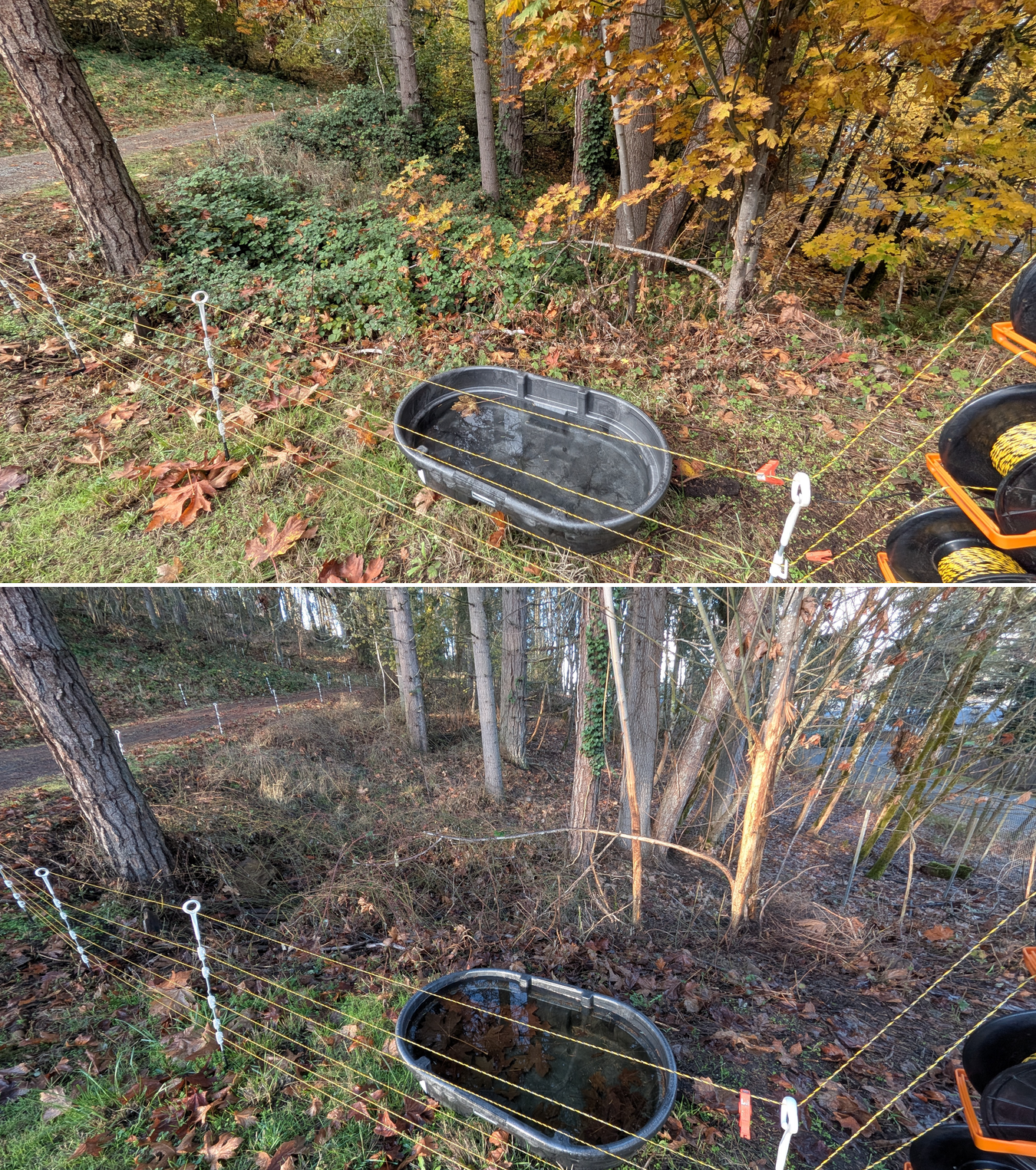 Before and after goat grazing in Lane County, Oregon, 11/01/25, photo 40