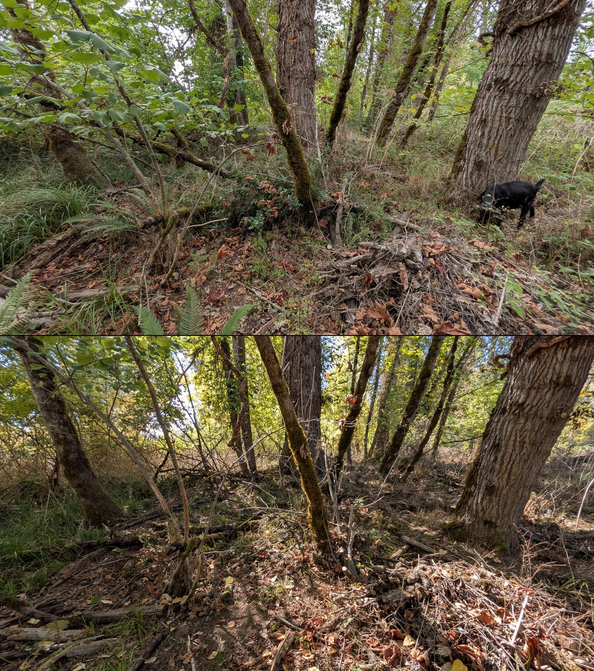 Goat grazing before and after in Springfield, Oregon, 08/27/26, photo 51
