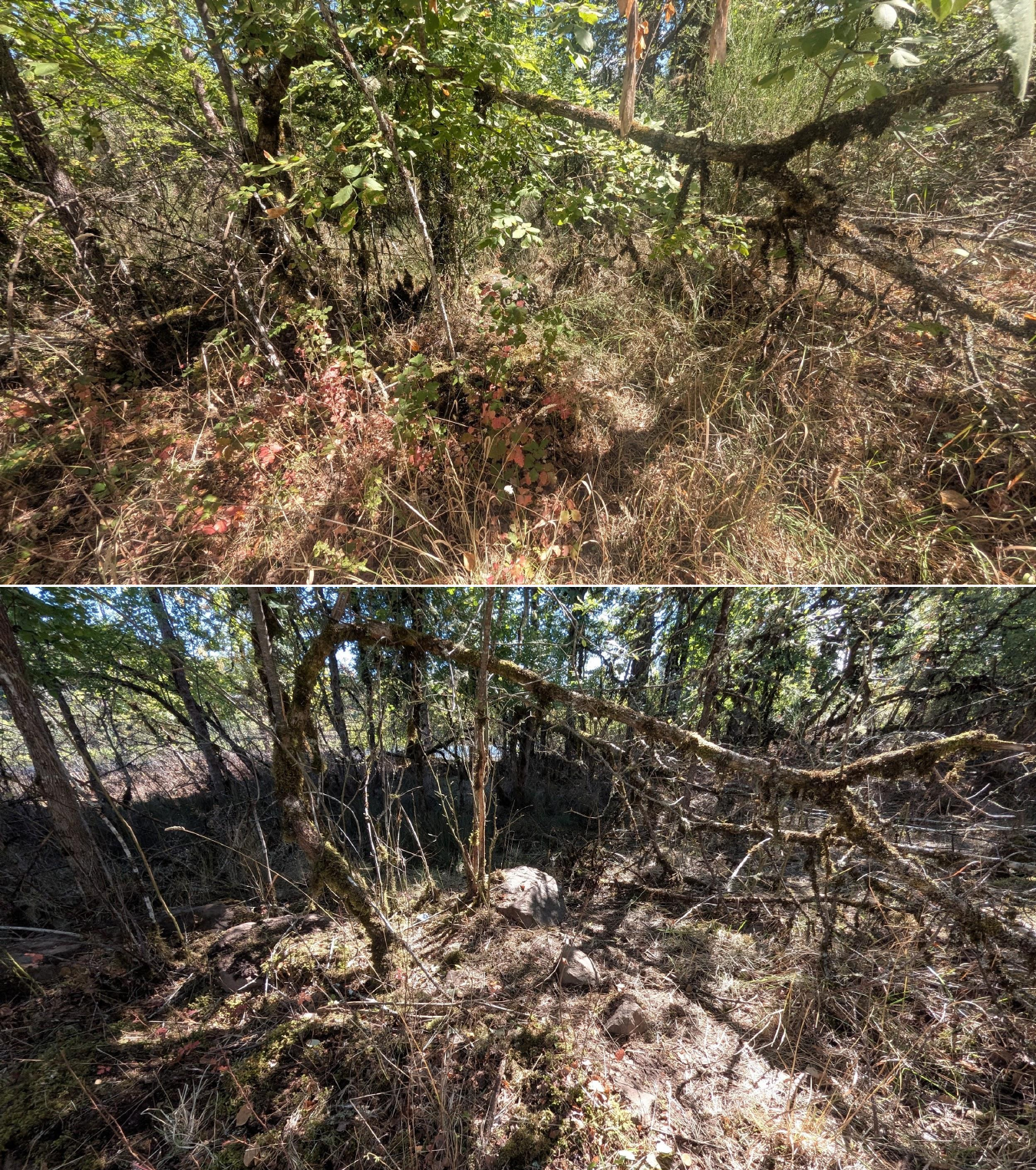 Goat grazing before and after in Springfield, Oregon, 08/27/26, photo 13