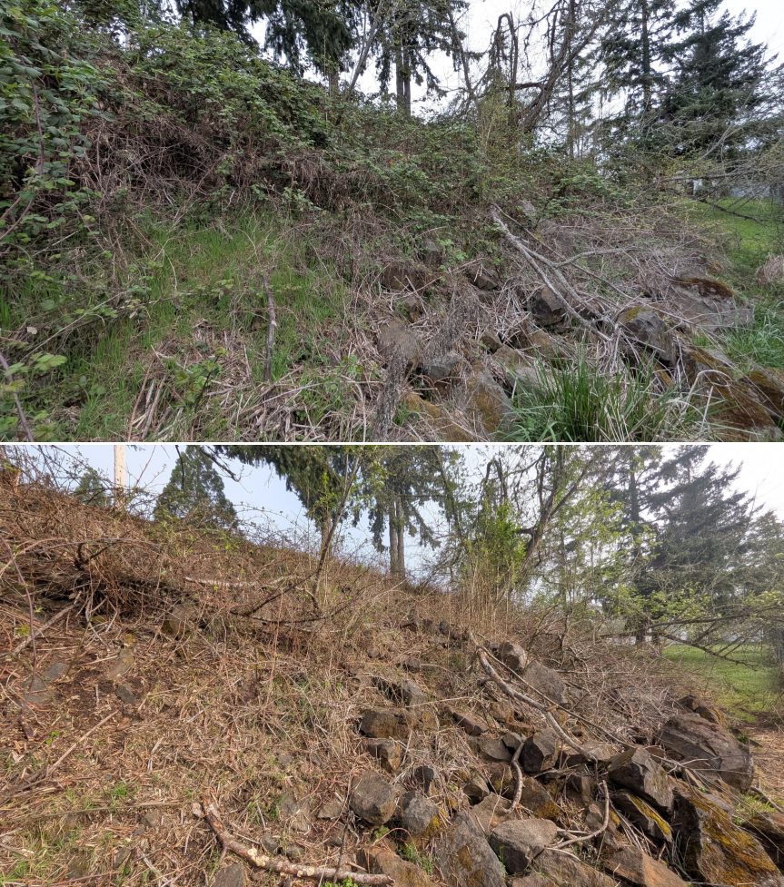 Goat grazing before and after in Springfield, Oregon, 03/30/26, photo 11