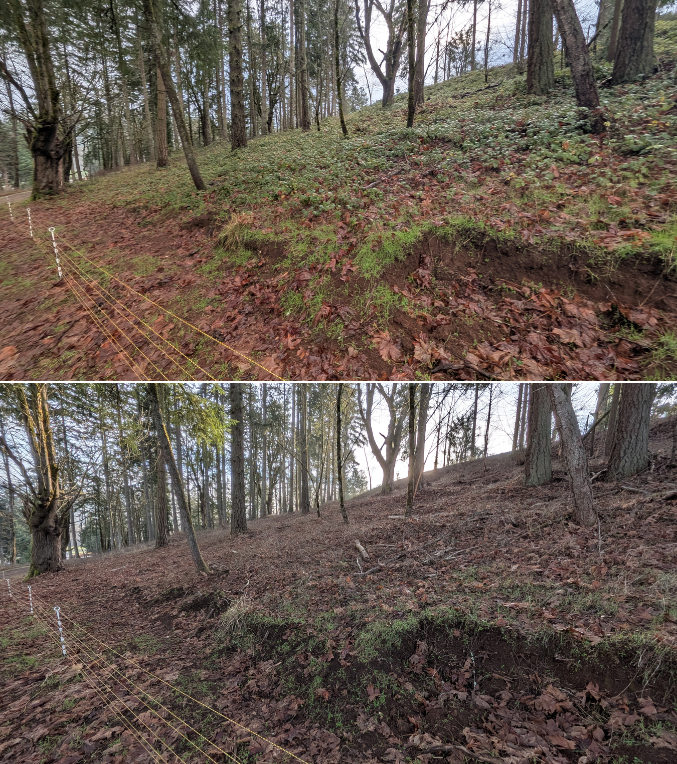 Before and after goat grazing in Lane County, Oregon, 12/23/25, photo 18