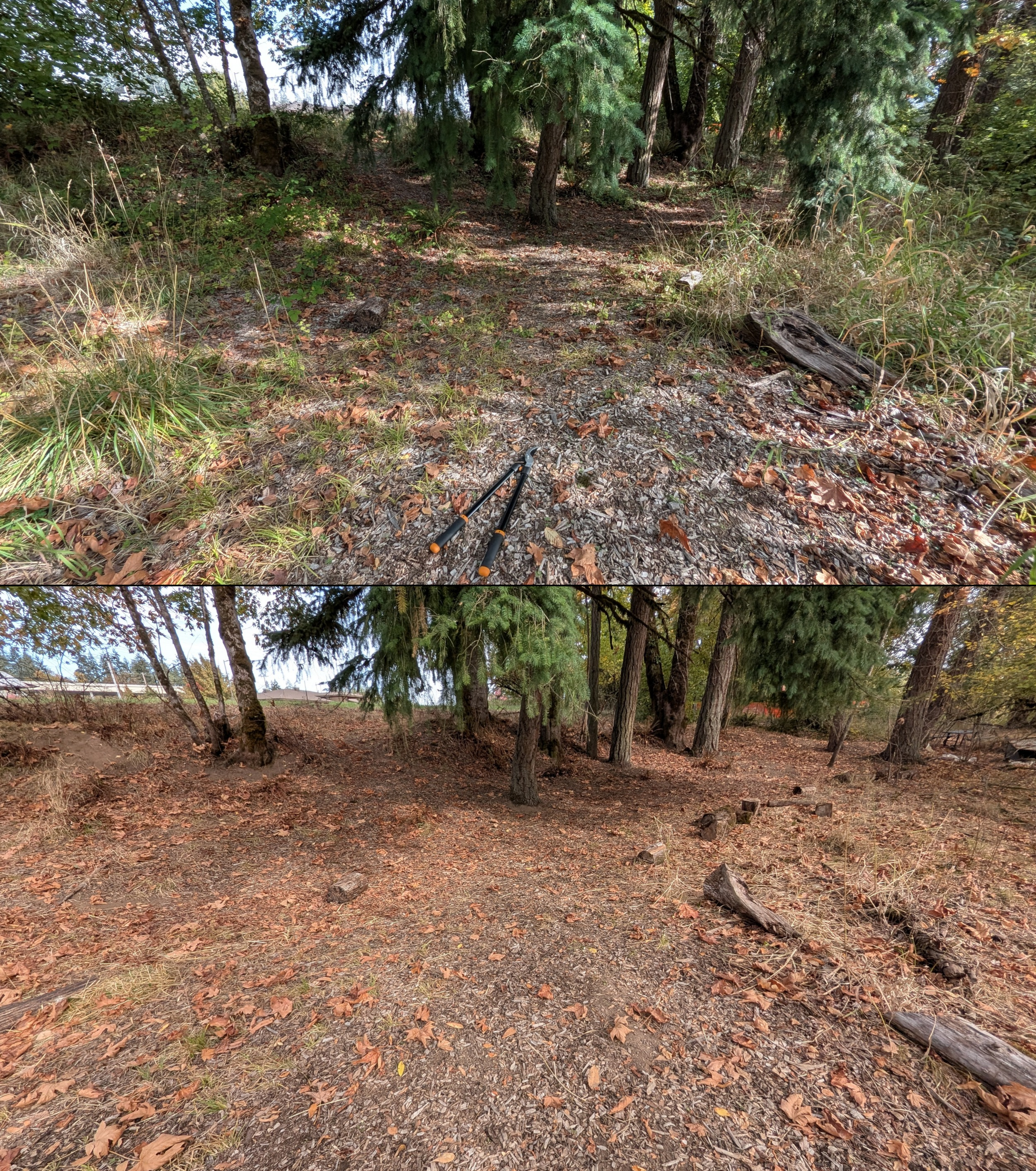 Before and after goat grazing in Lane County, Oregon, 08/27/26, photo 108