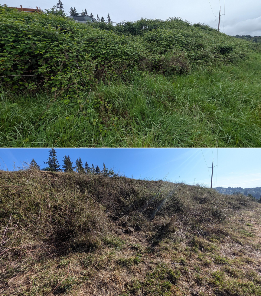 Before and after goat grazing in Lane County, Oregon, 04/23/26, photo 12