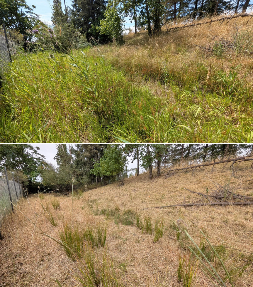 Before and after goat grazing in Lane County, Oregon, 07/21/26, photo 6