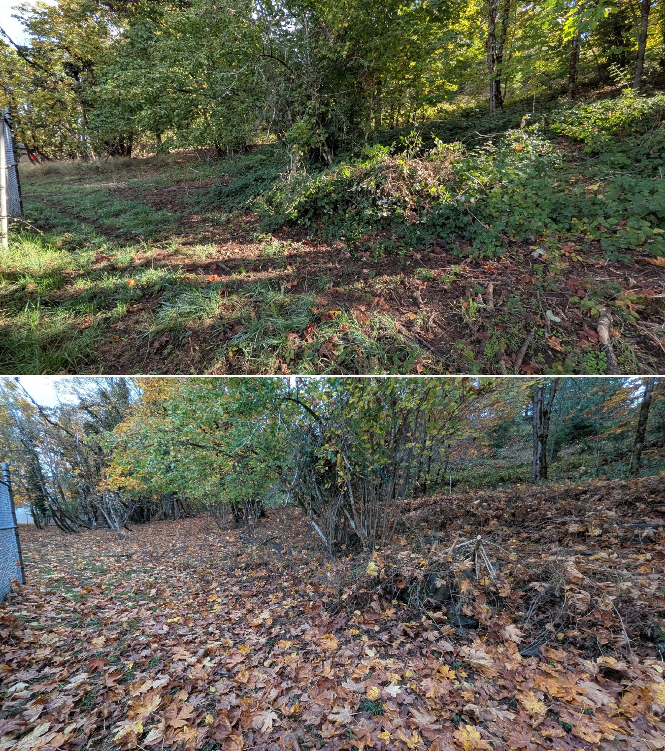 Goat grazing before and after in Springfield, Oregon, 10/16/25, photo 21
