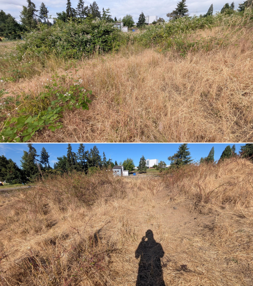 Goat grazing before and after in Springfield, Oregon, 06/05/26, photo 15