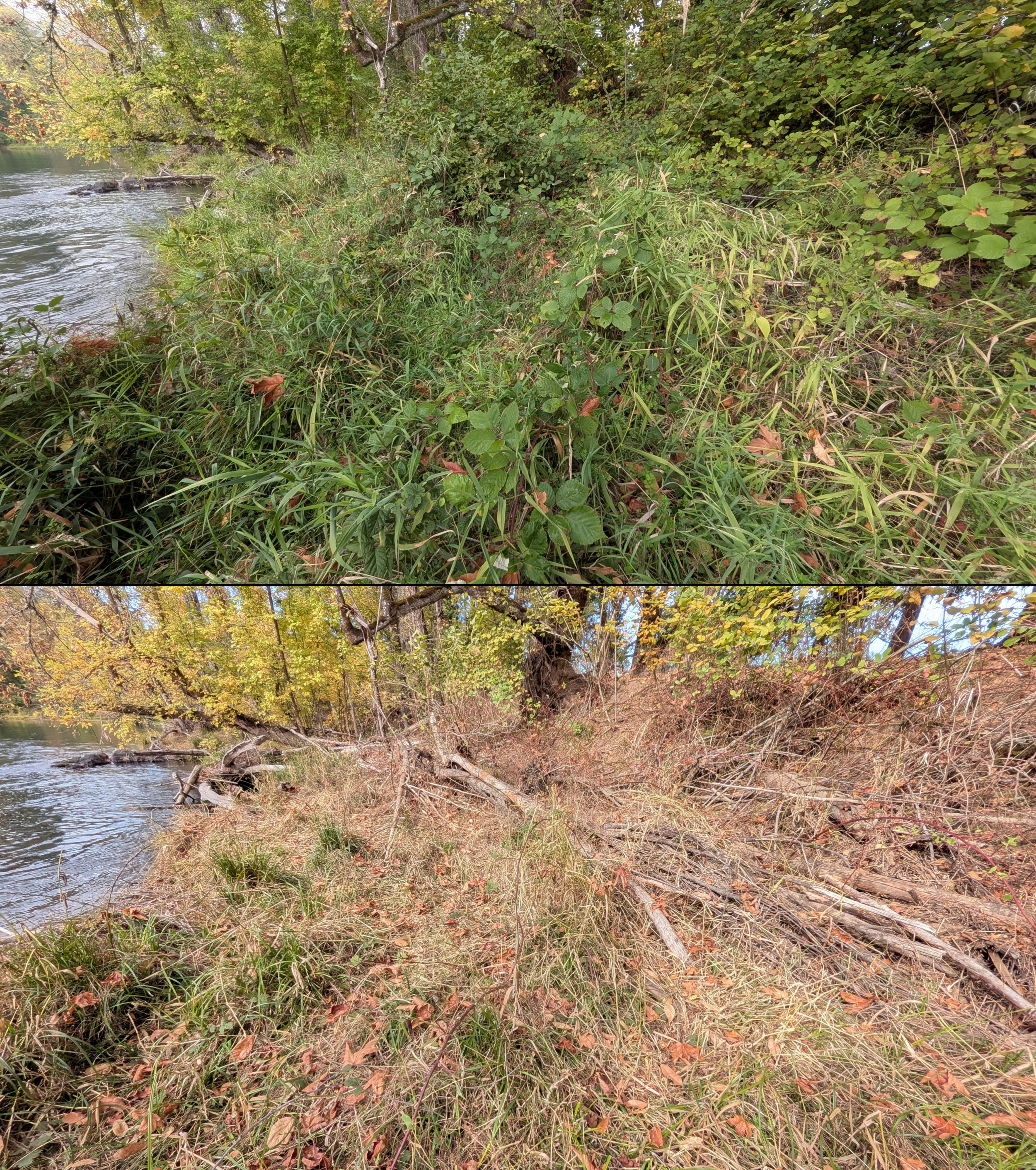 Before and after goat grazing in Lane County, Oregon, 08/27/26, photo 98
