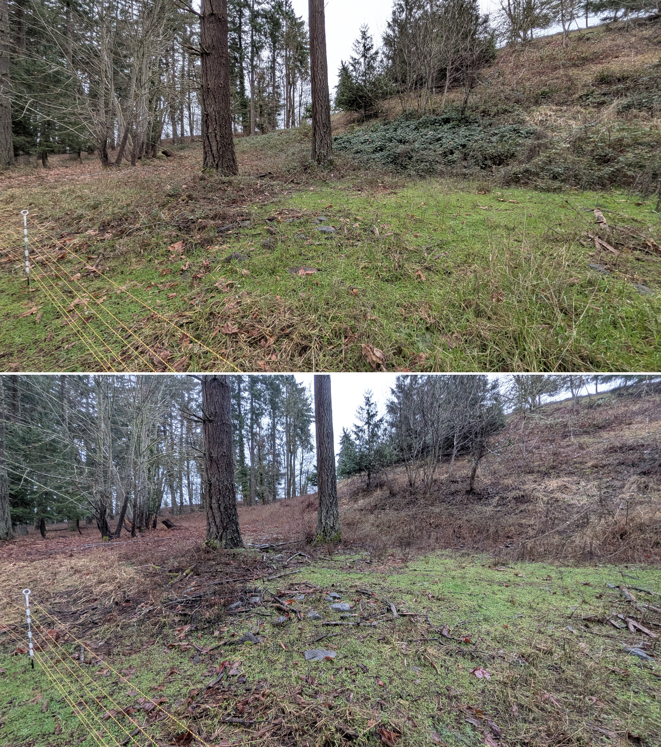 Before and after goat grazing in Lane County, Oregon, 01/29/26, photo 8