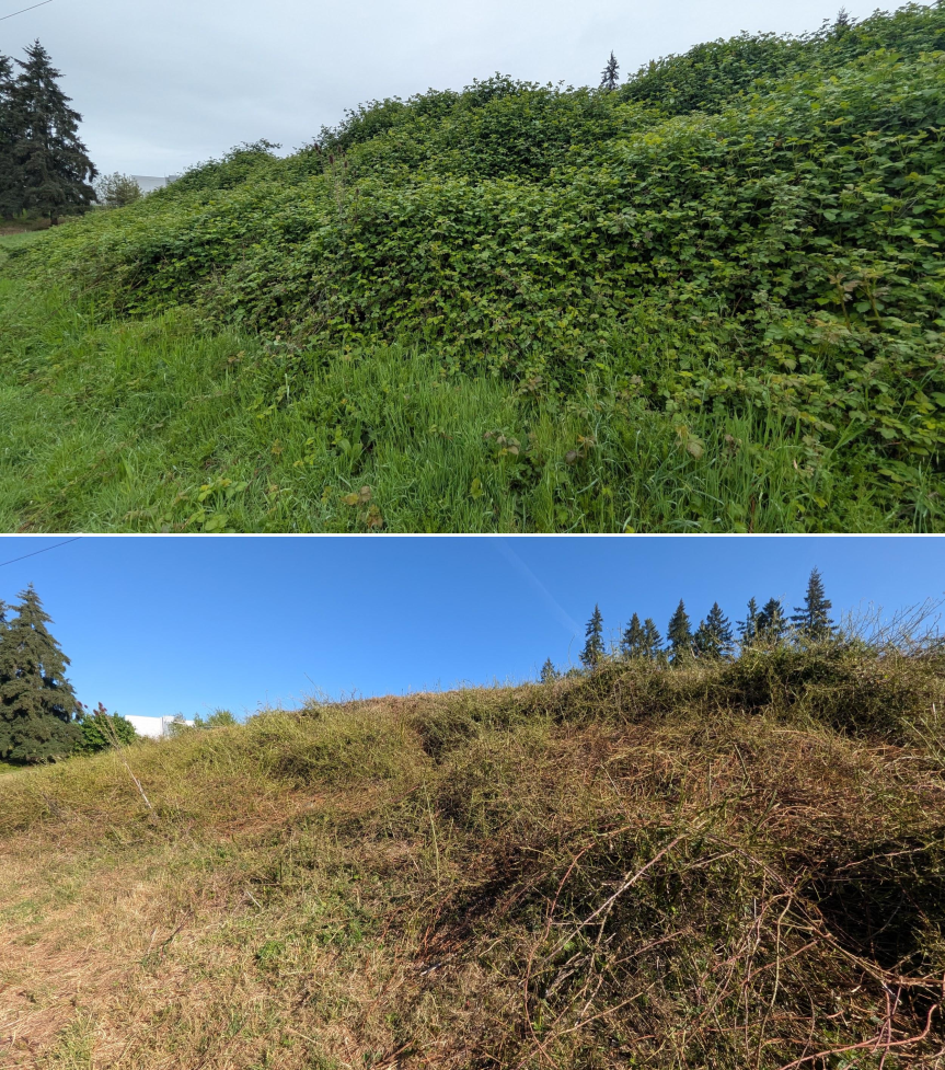 Goat grazing before and after in Springfield, Oregon, 04/23/26, photo 9