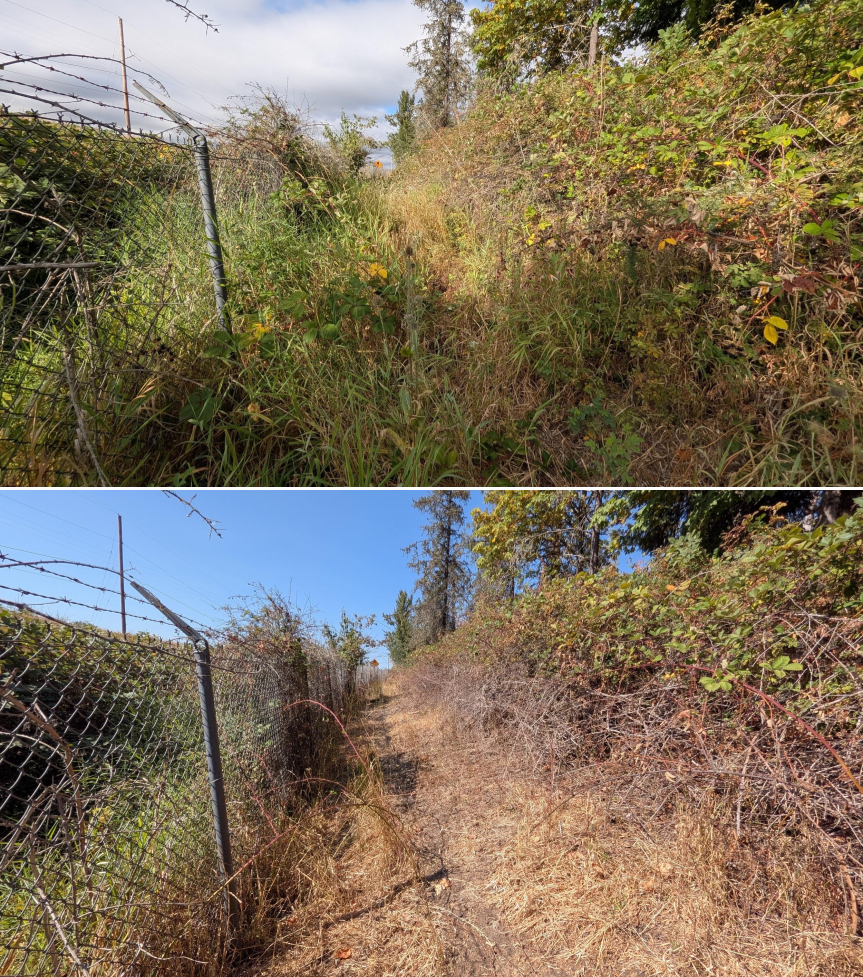 Goat grazing before and after in Springfield, Oregon, 08/11/26, photo 7