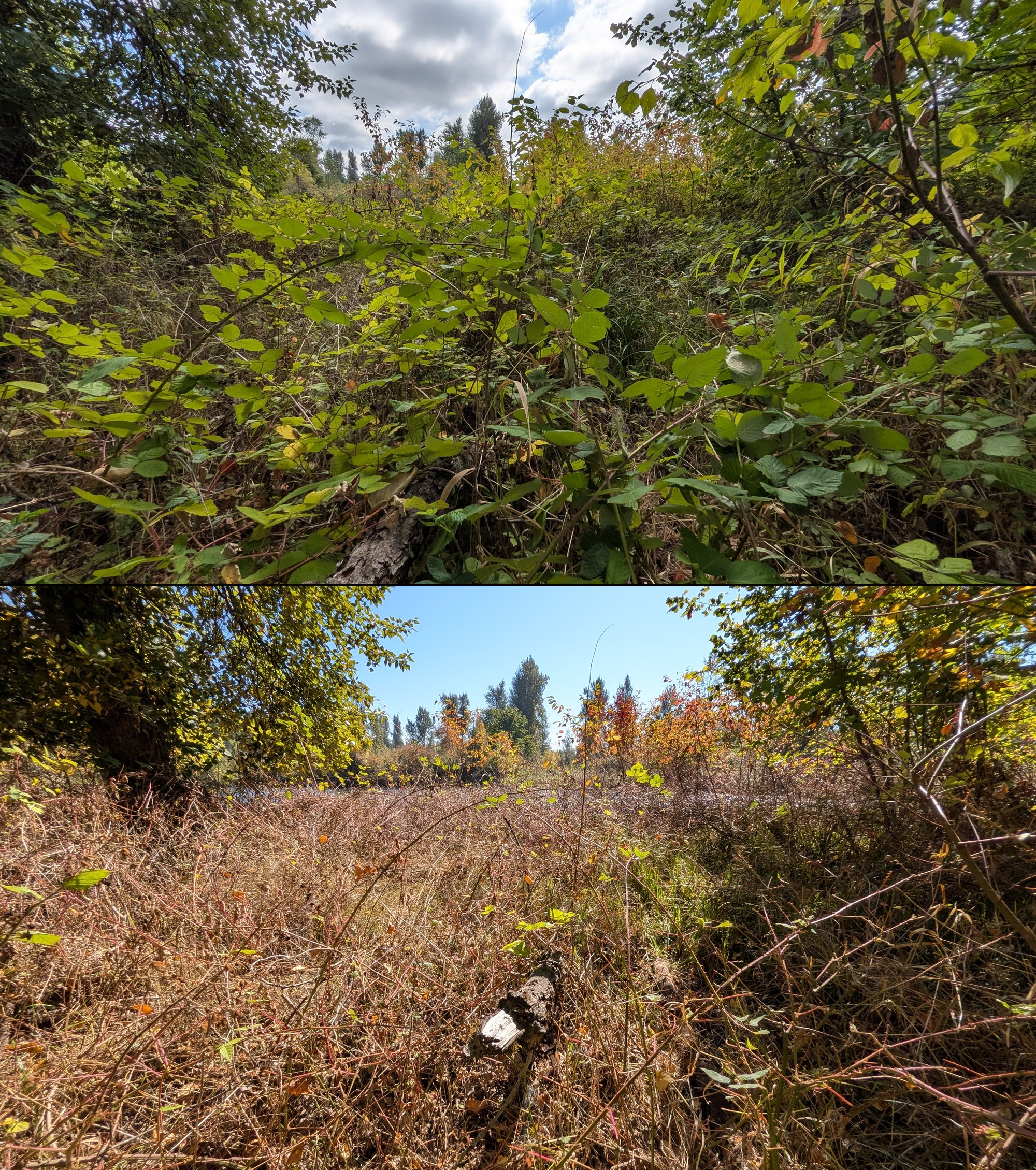 Goat grazing before and after in Springfield, Oregon, 08/27/26, photo 61