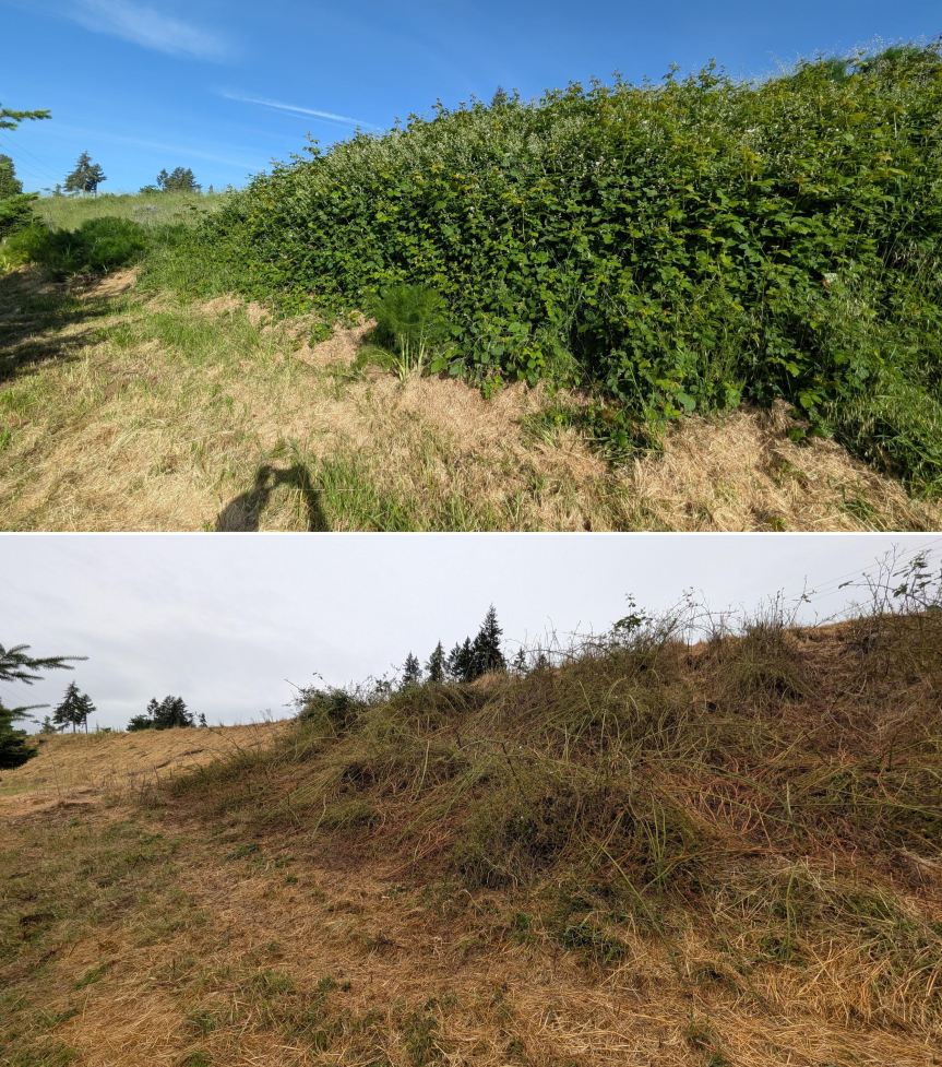 Before and after goat grazing in Lane County, Oregon, 05/18/26, photo 4
