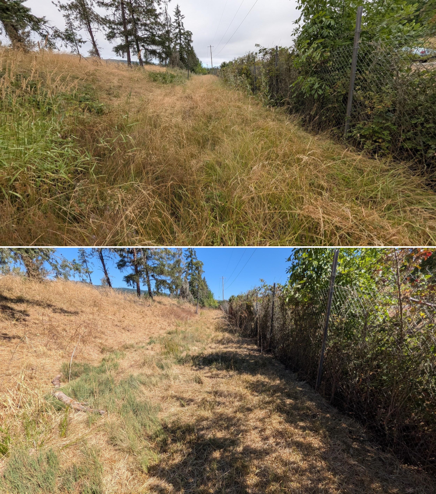 Goat grazing before and after in Springfield, Oregon, 07/21/26, photo 21