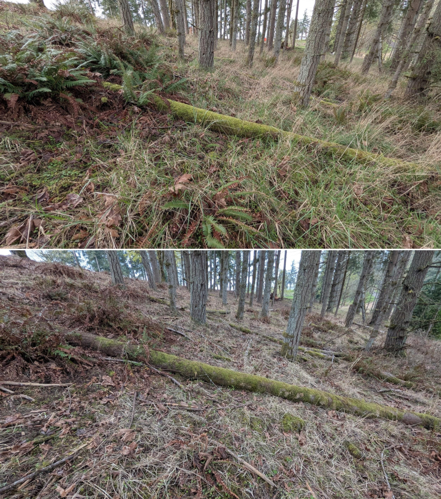 Before and after goat grazing in Lane County, Oregon, 03/10/26, photo 8