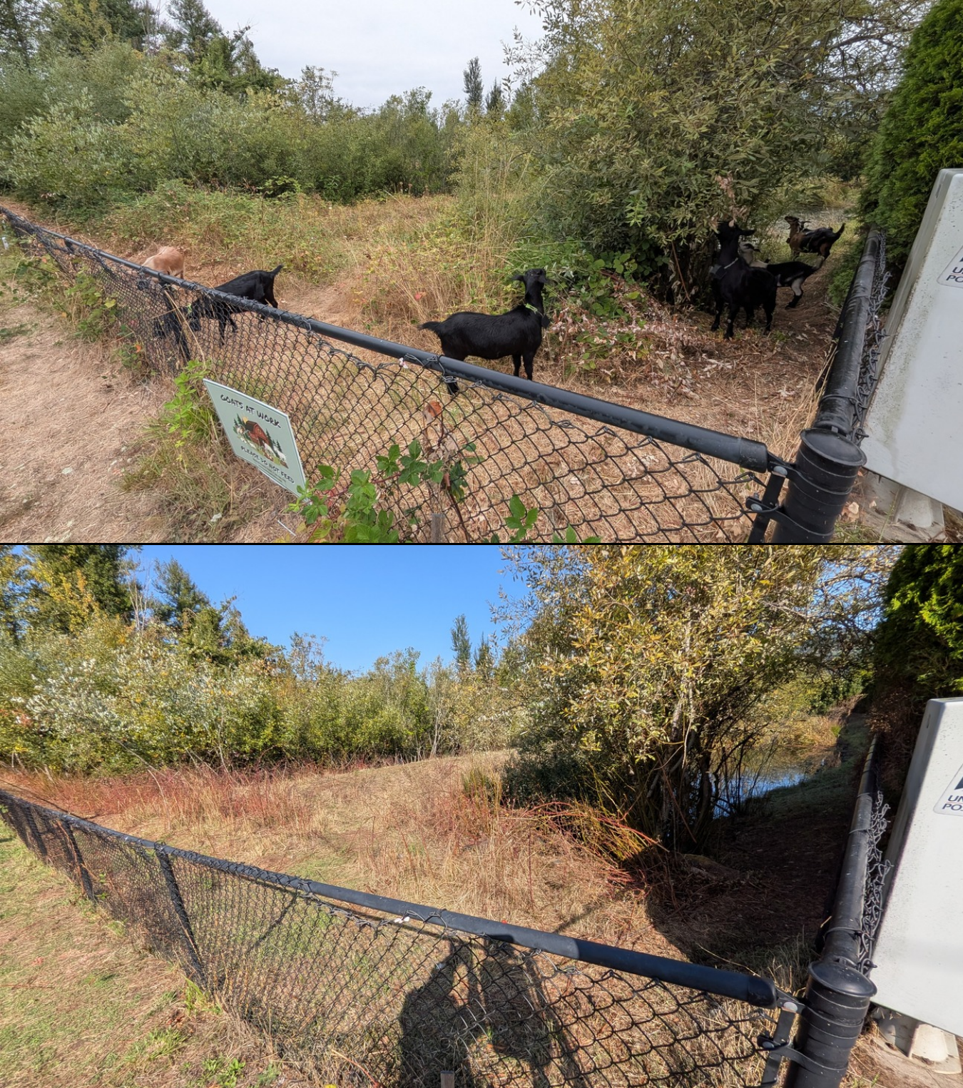 Goat grazing before and after in Springfield, Oregon, 08/16/26, photo 19