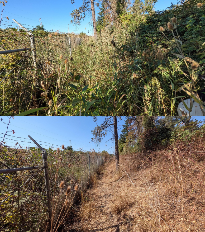 Goat grazing before and after in Springfield, Oregon, 08/11/26, photo 1