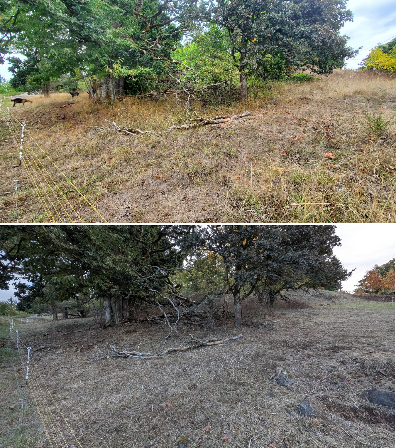 Goat grazing before and after in Springfield, Oregon, 10/02/25, photo 15